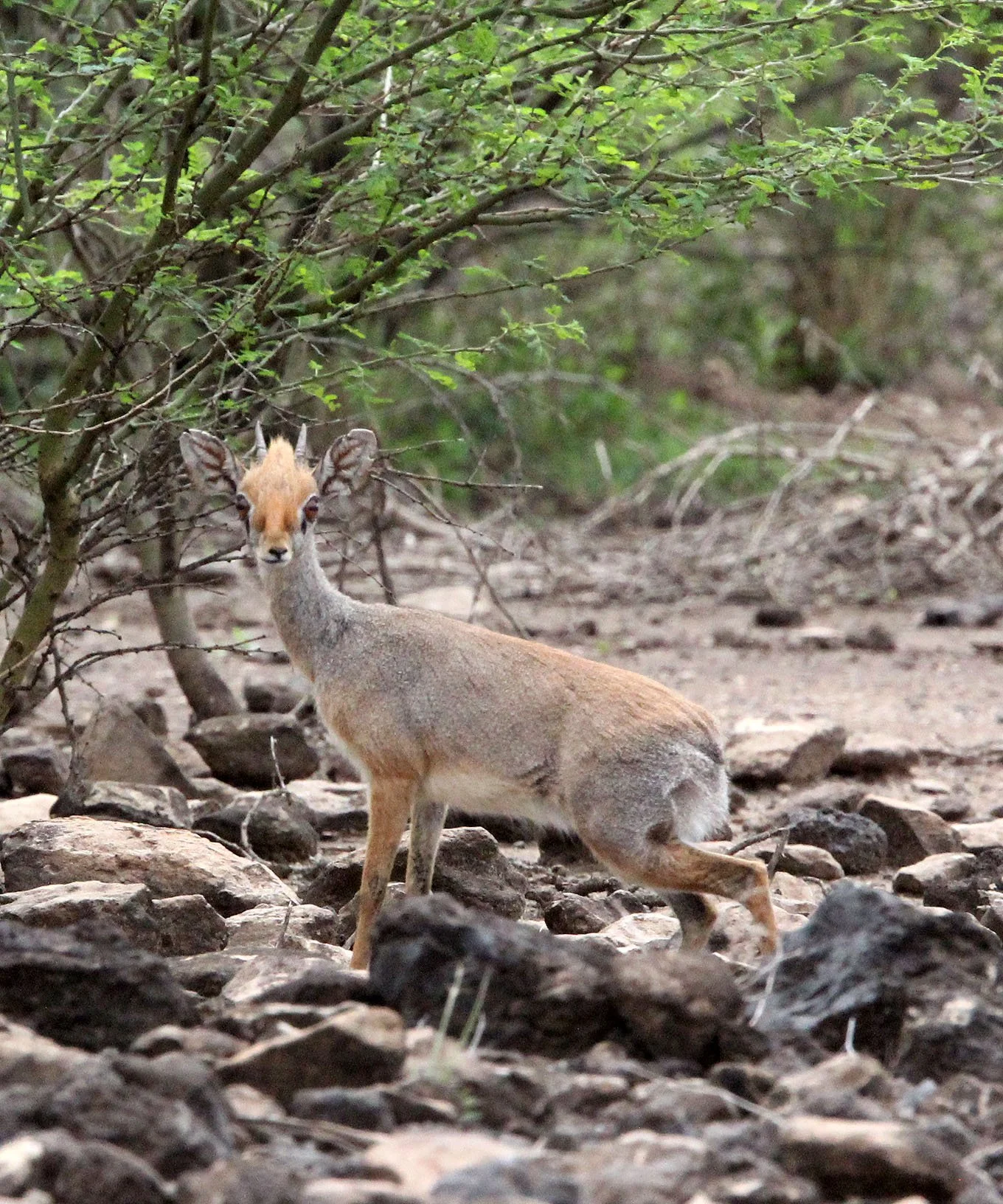 DIK-DIK - SALT'S DIK-DIK - Madoqua saltiana - ALI DEGE PLAINS ETHIOPIA (5).JPG