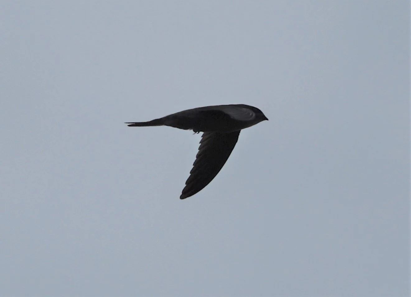 Asian Palm Swift (Cypsiurus balasiensis) Patthalung Thailand (5).jpg