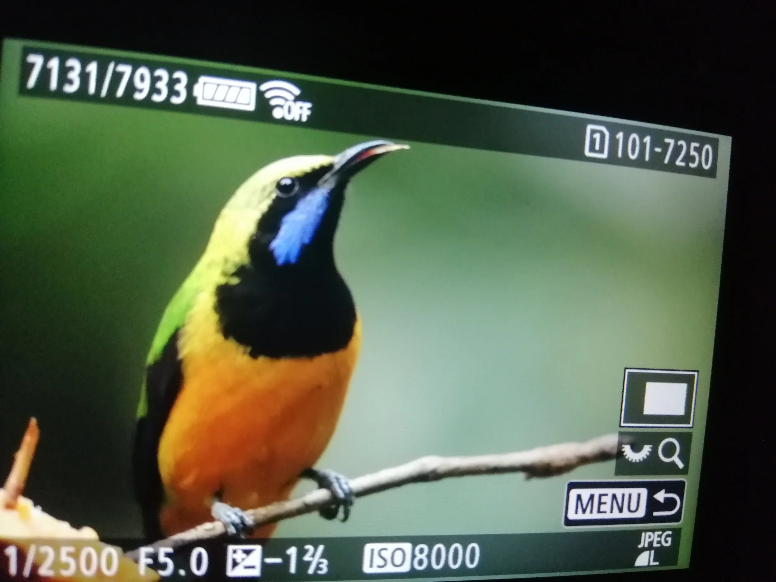 2021 Doi Inthanon Winter Birding Trip with Jan and Ben and Crew (8).jpg