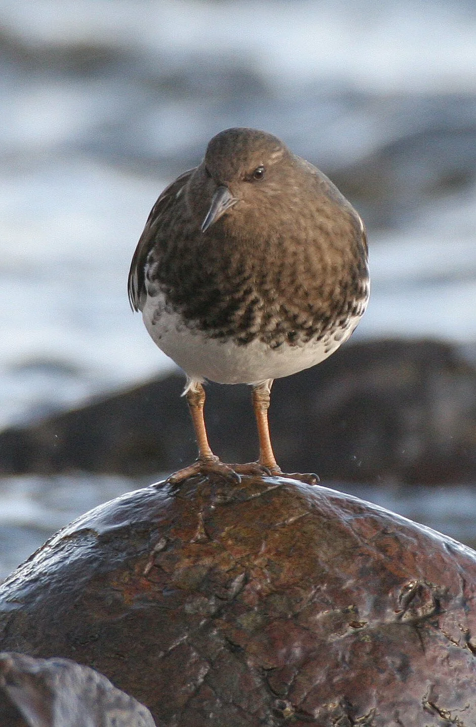 BIRD - TURNSTONE - BLACK TURNSTONE - PA HARBOR (43).jpg