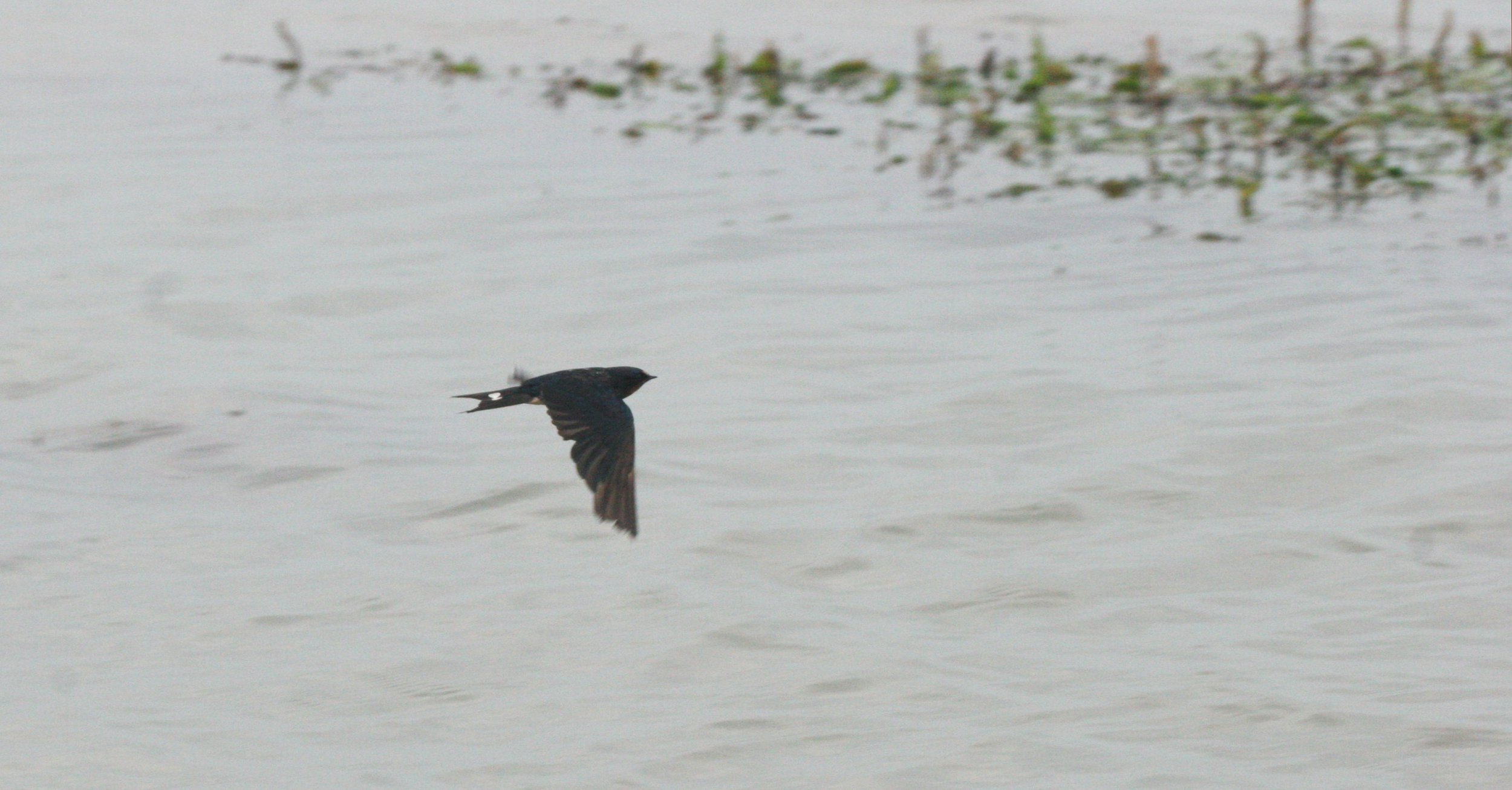 Barn Swallow (Hirundo rustica) Bueng Boraphet Thailand (2).JPG