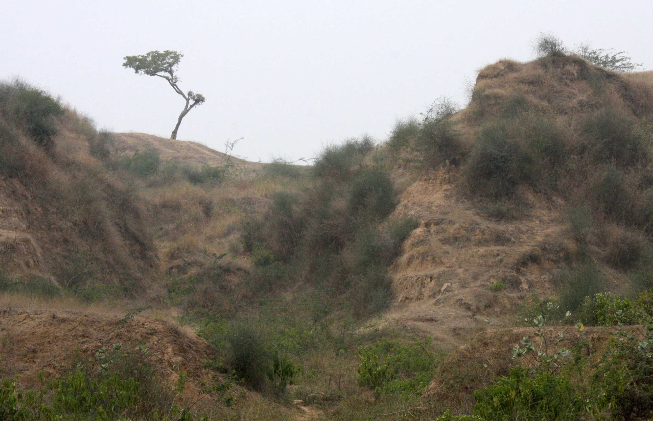 CHAMBAL RIVER SANCTUARY INDIA (9).JPG