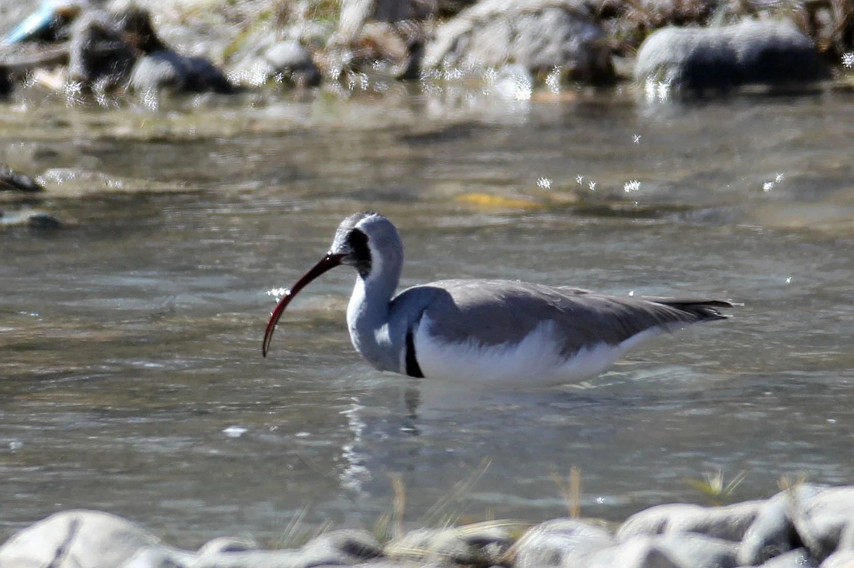 BIRD - IBISBILL - HEMIS NATIONAL PARK - LADAKH INDIA - JAMMU & KASHMIR NEAR LEH (84).JPG