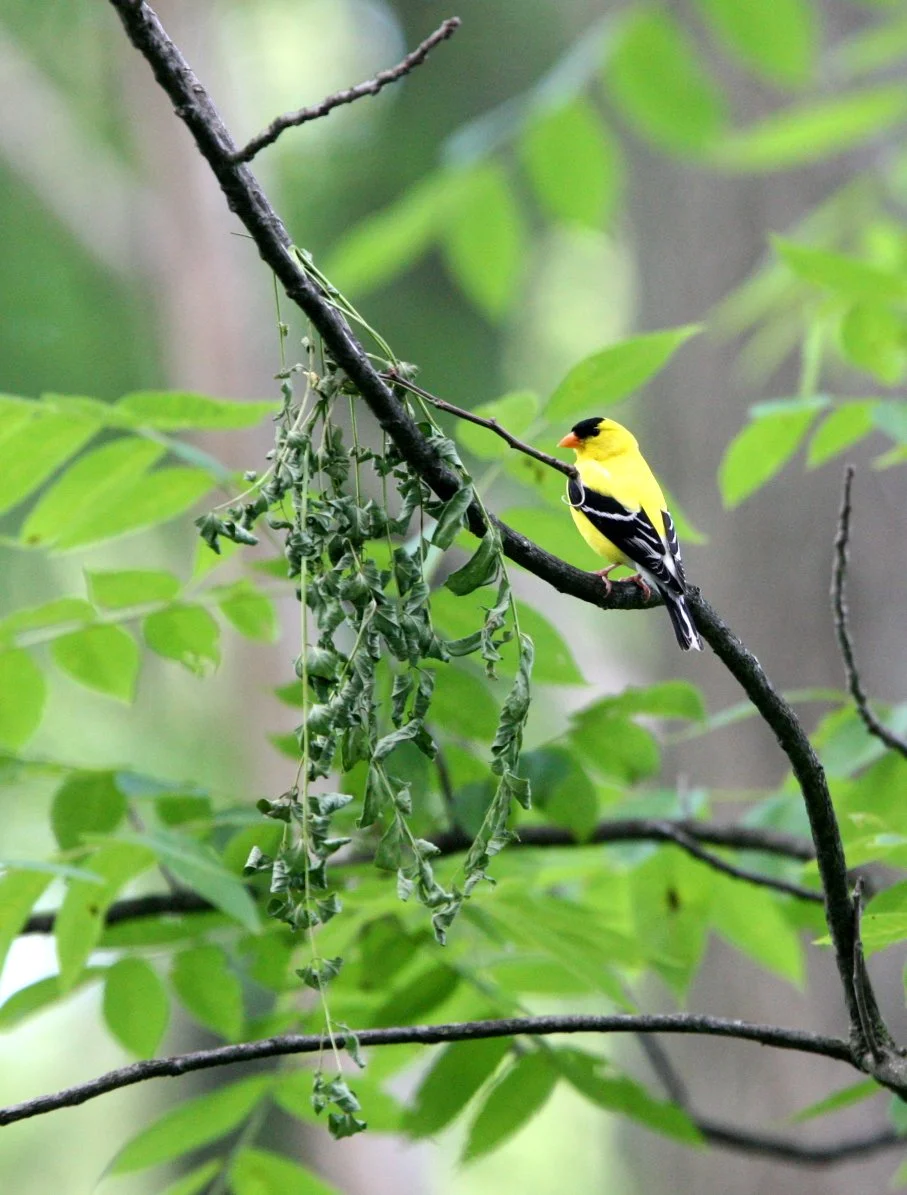 American Goldfinch (Spinus tristis) Lincoln Marsh Illinois (2).JPG