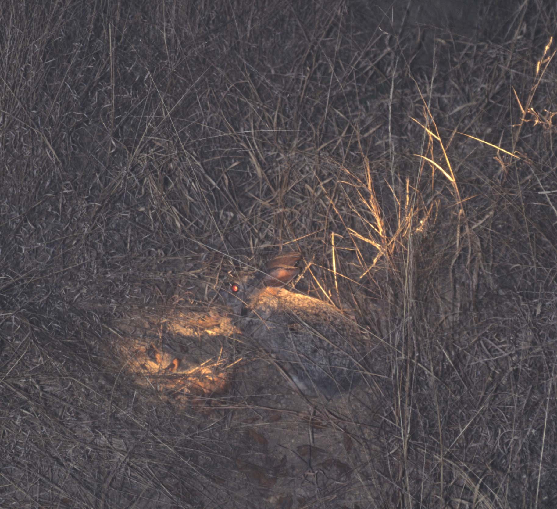 LAGOMORPH - CAPE HARE - KRUGER.jpg