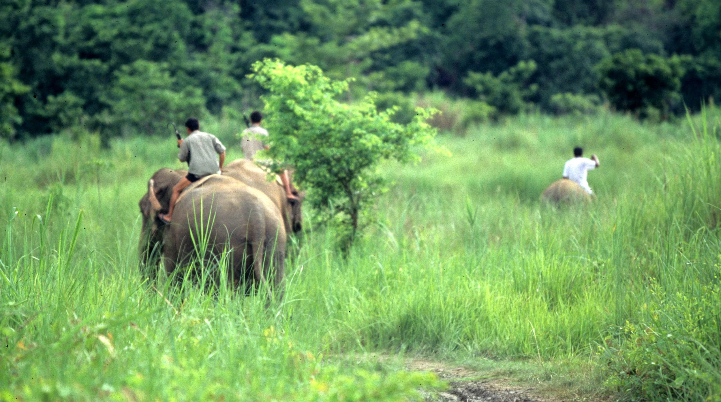 NEPAL - CHITWAN NP - ELEPHANT LABOR (3).jpg