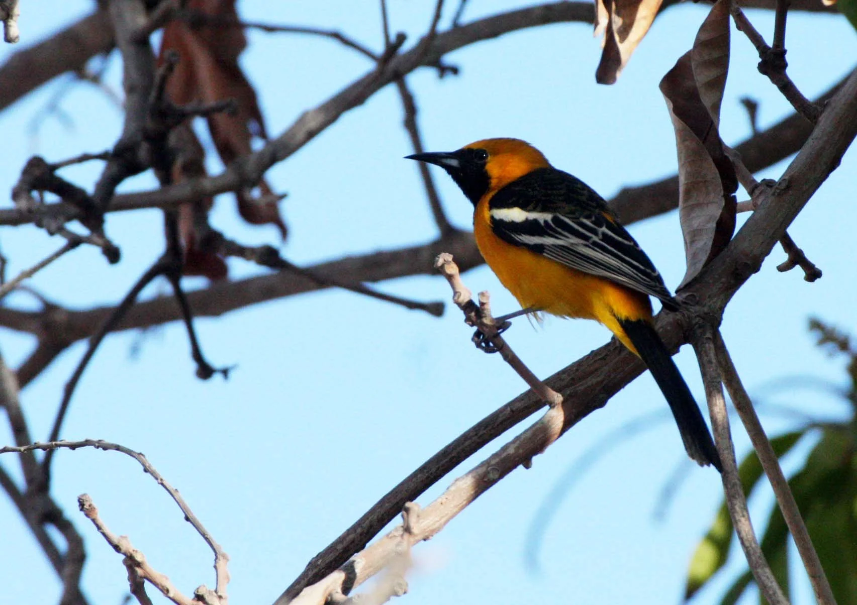 Hooded Oriole (Icterus cucullatus) Loreto Baja Mexico (1).JPG