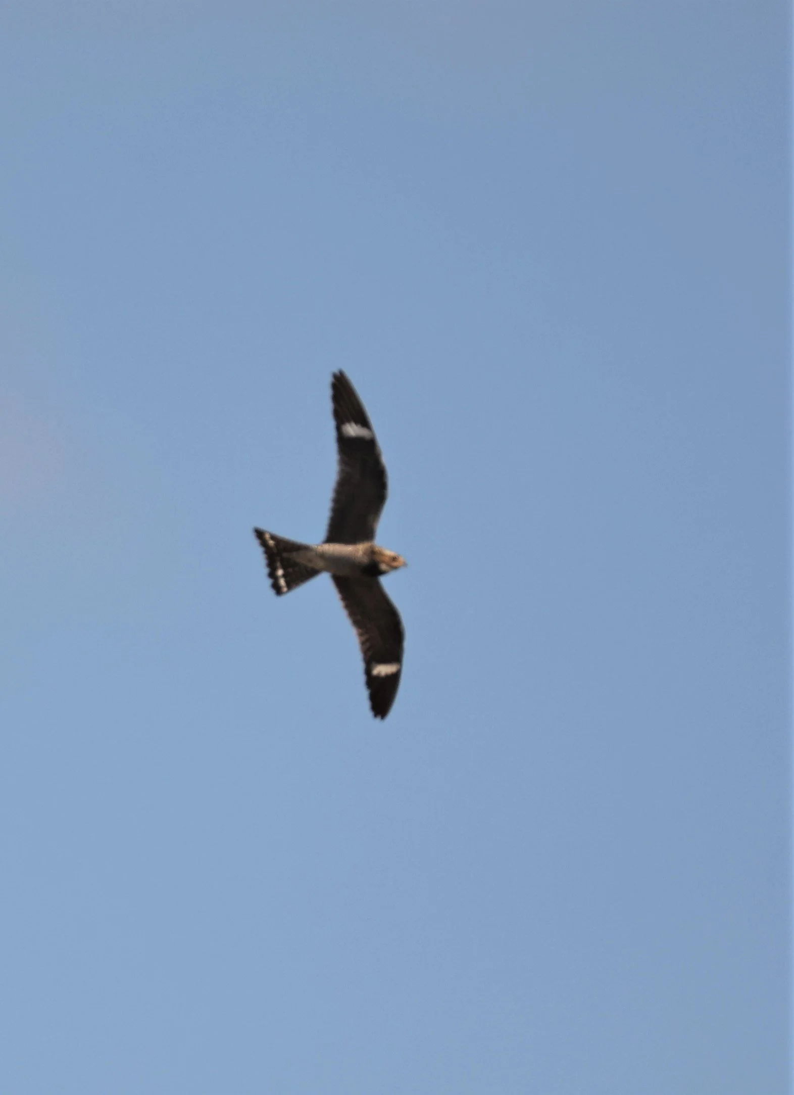 Chordeiles minor - COMMON NIGHTHAWK - MONO LAKE CALIFORNIA AUGUST 2022 (8).jpg