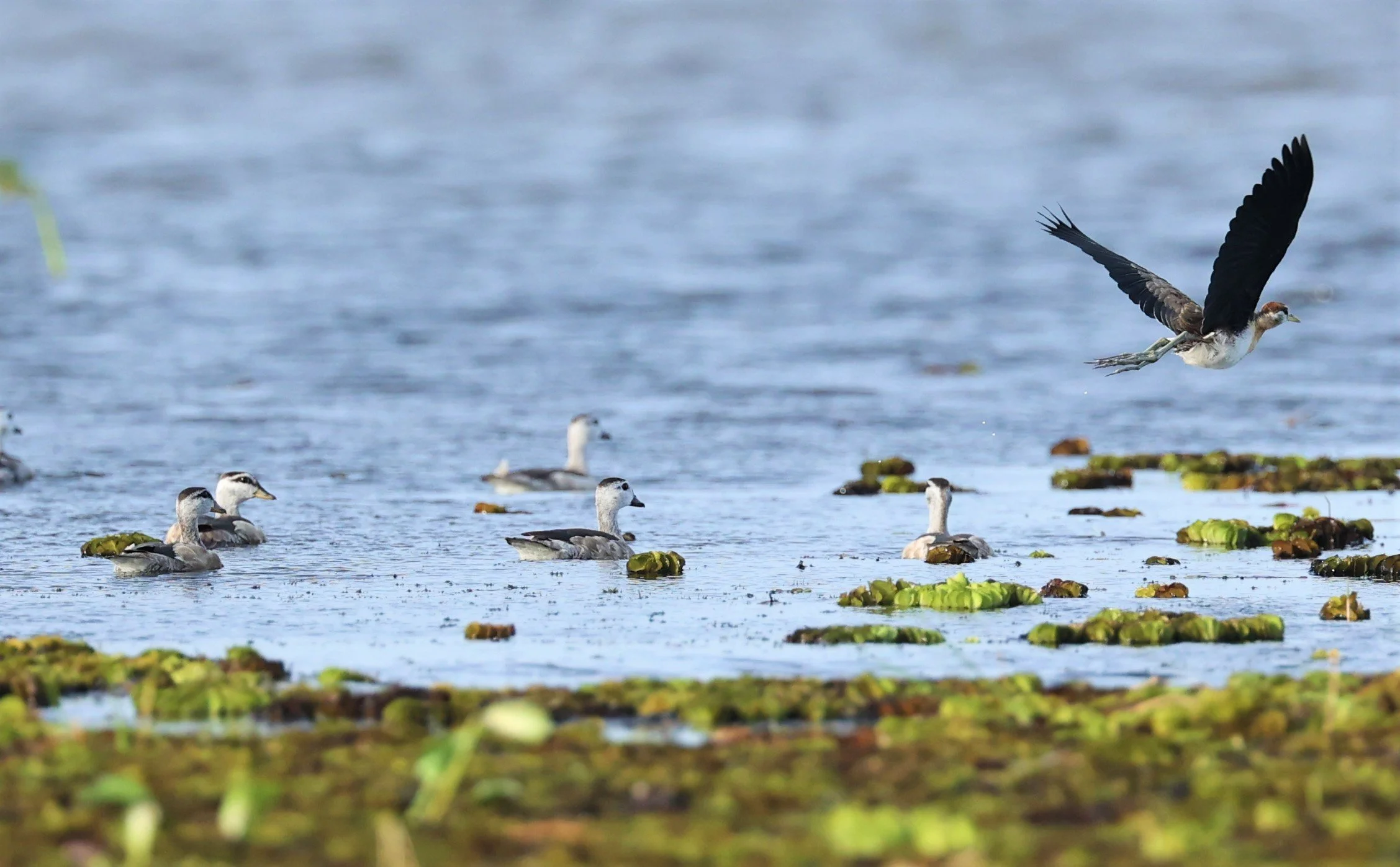JACANA - PHEASANT-TAILED JACANA - Hydrophasianus chirurgus - THALE NOI WETLANDS PATTHALUNG PROVINCE (1).jpg