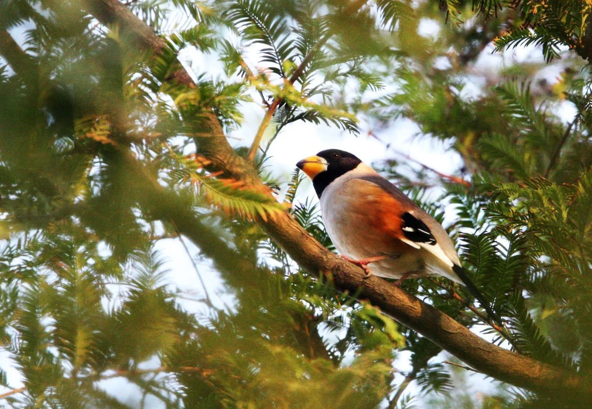 Chinese Grosbeak (Eophona migratoria) Nankou Rudong China (14).JPG
