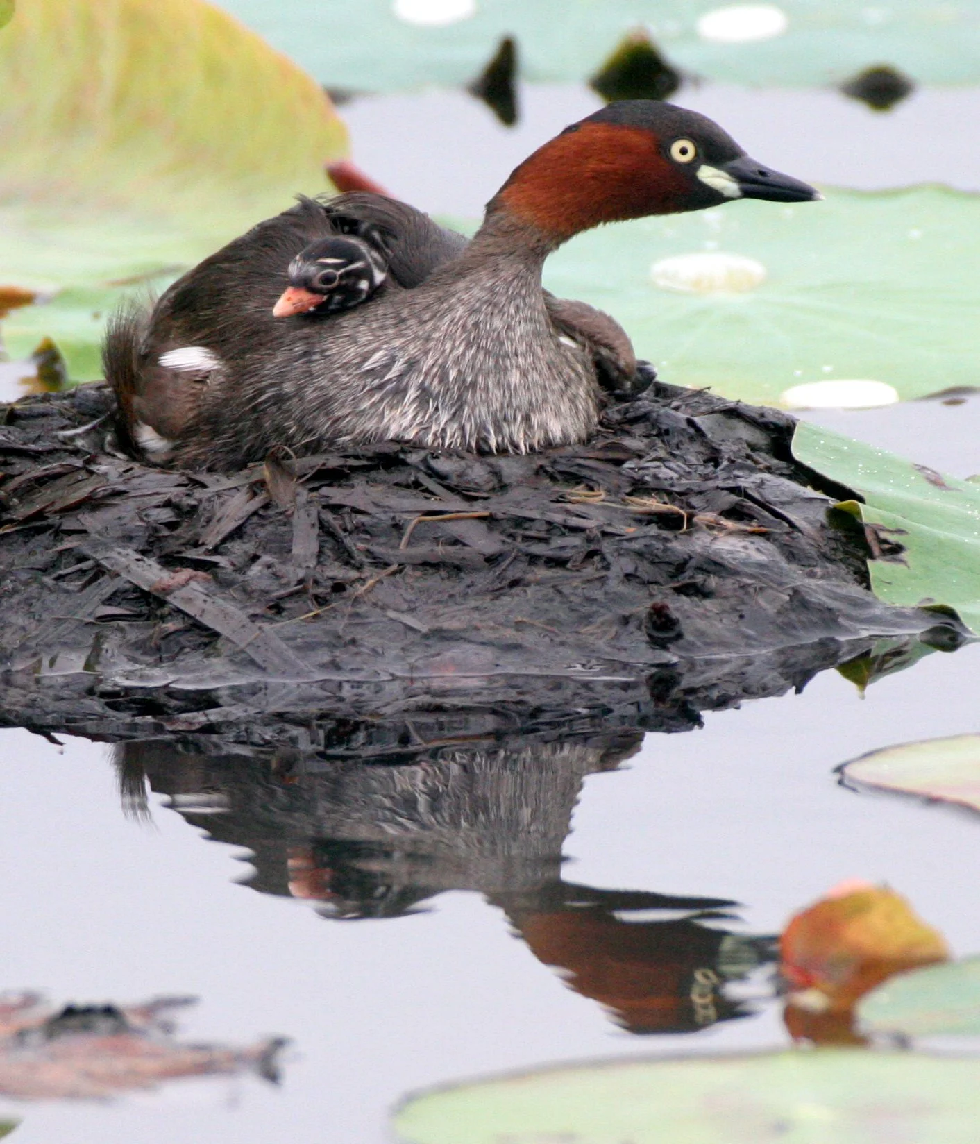 Little Grebe (Tachybaptus ruficollis) Bueng Boraphet Wetlands Nakhon Sawan Thailand (42).JPG