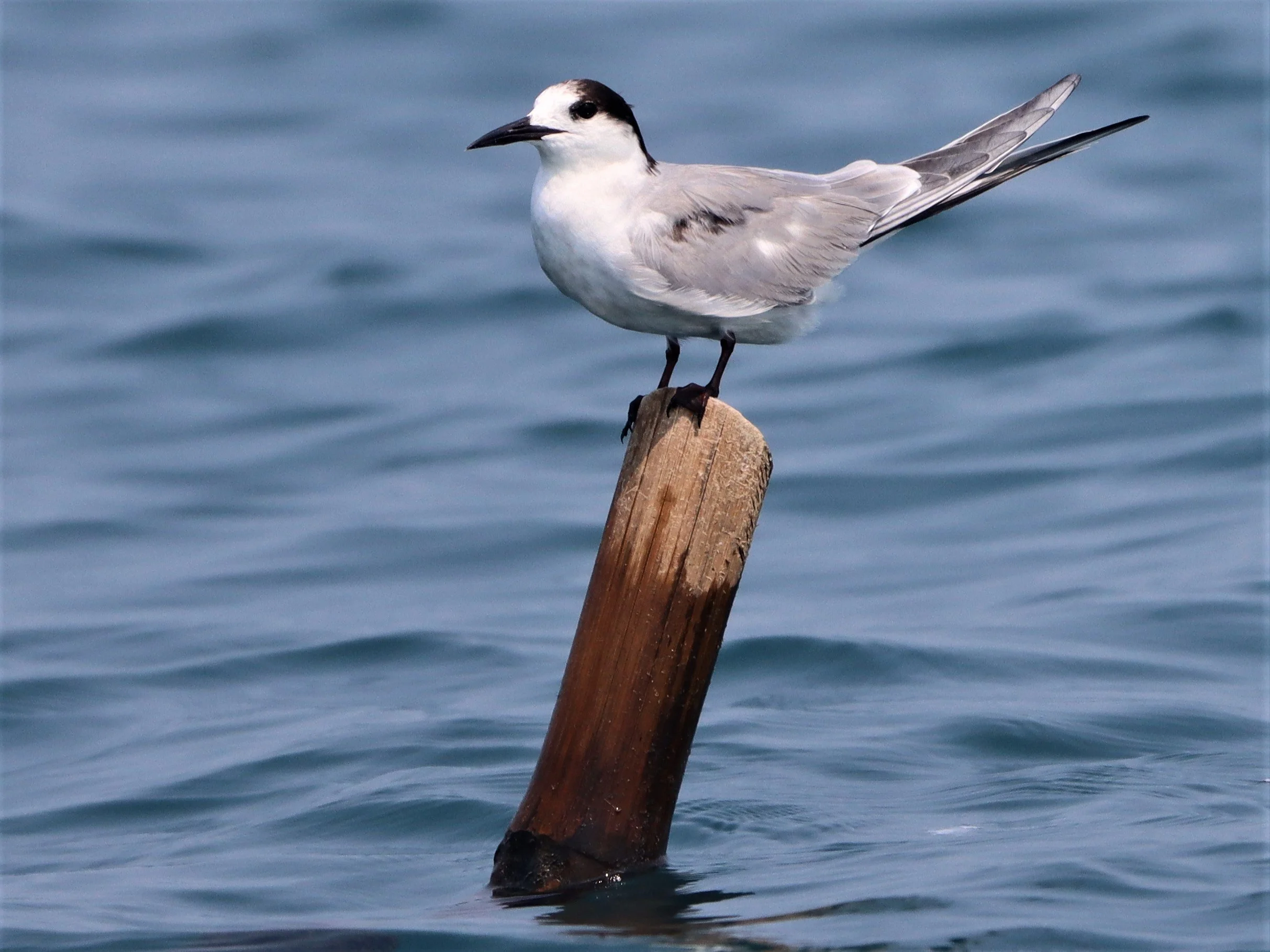 TERN - COMMON TERN - Sterna hirundo - UPPER NE GULF OF THAILAND NEAR CHACHOENGSAO (14).jpg