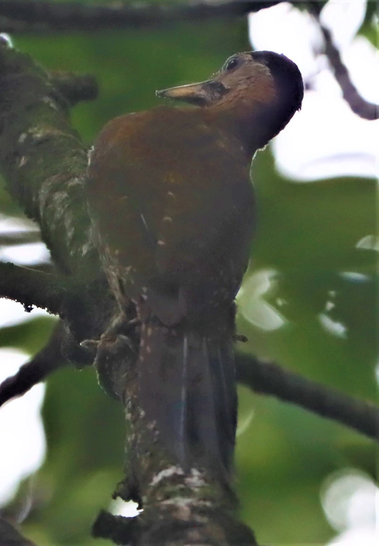 WOODPECKER - STREAK BREASTED WOODPECKER -Picus viridanus - AO PHANG NGA NATIONAL PARK AREA (9).jpg