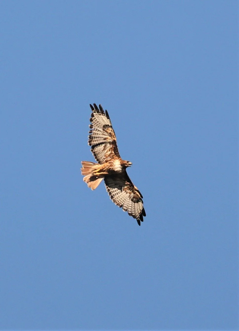 Buteo jamaicensis - RED-TAILED HAWK - FOSSIL BUTTES NATIONAL MONUMENT WYOMING (2).jpg