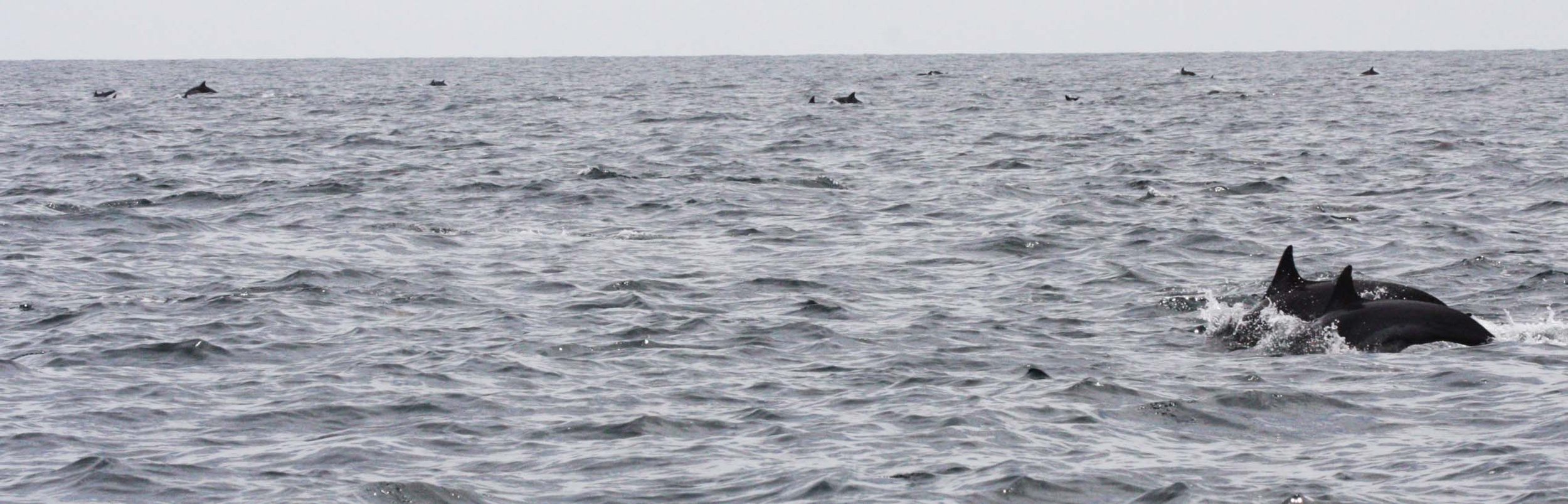 Delphinus delphis - SHORT-BEAKED COMMON DOLPHINS WITH SPINNER DOLPHINS  - STENELLA LONGIVOSTRIS - BAHIA DE LORETO BAJA MEXICO (20).JPG