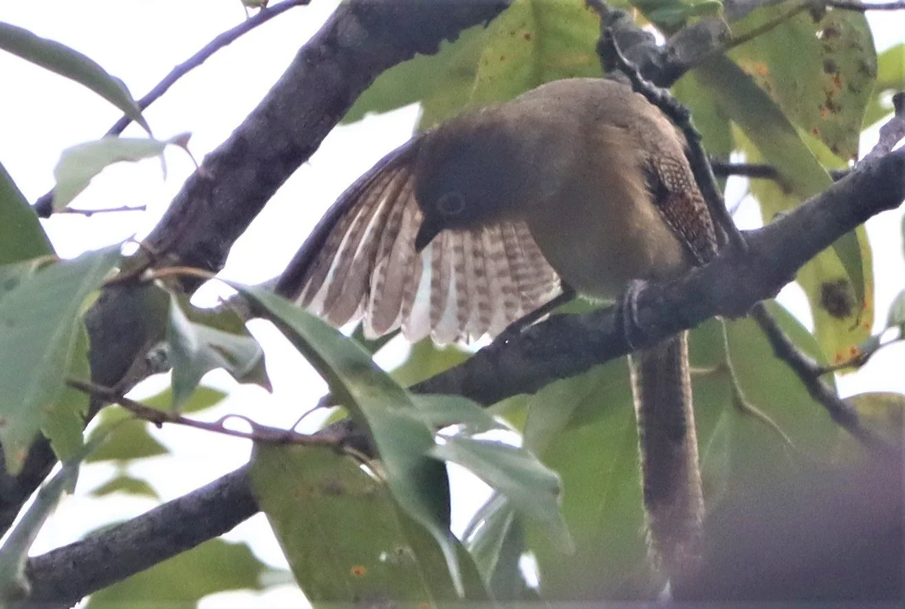 BARWING - SPECTACLED BARWING - Actinodura ramsayi - DOI LANG CHIANG MAI (31).jpg