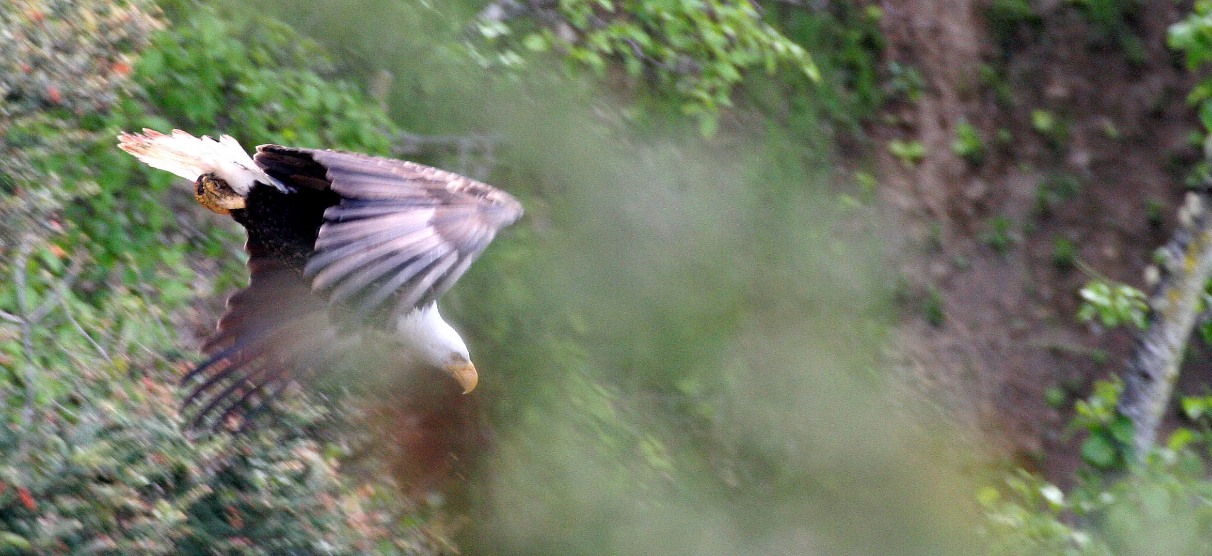 BIRD - EAGLE - BALD EAGLE - LAKE FARM BLUFFS (24).JPG