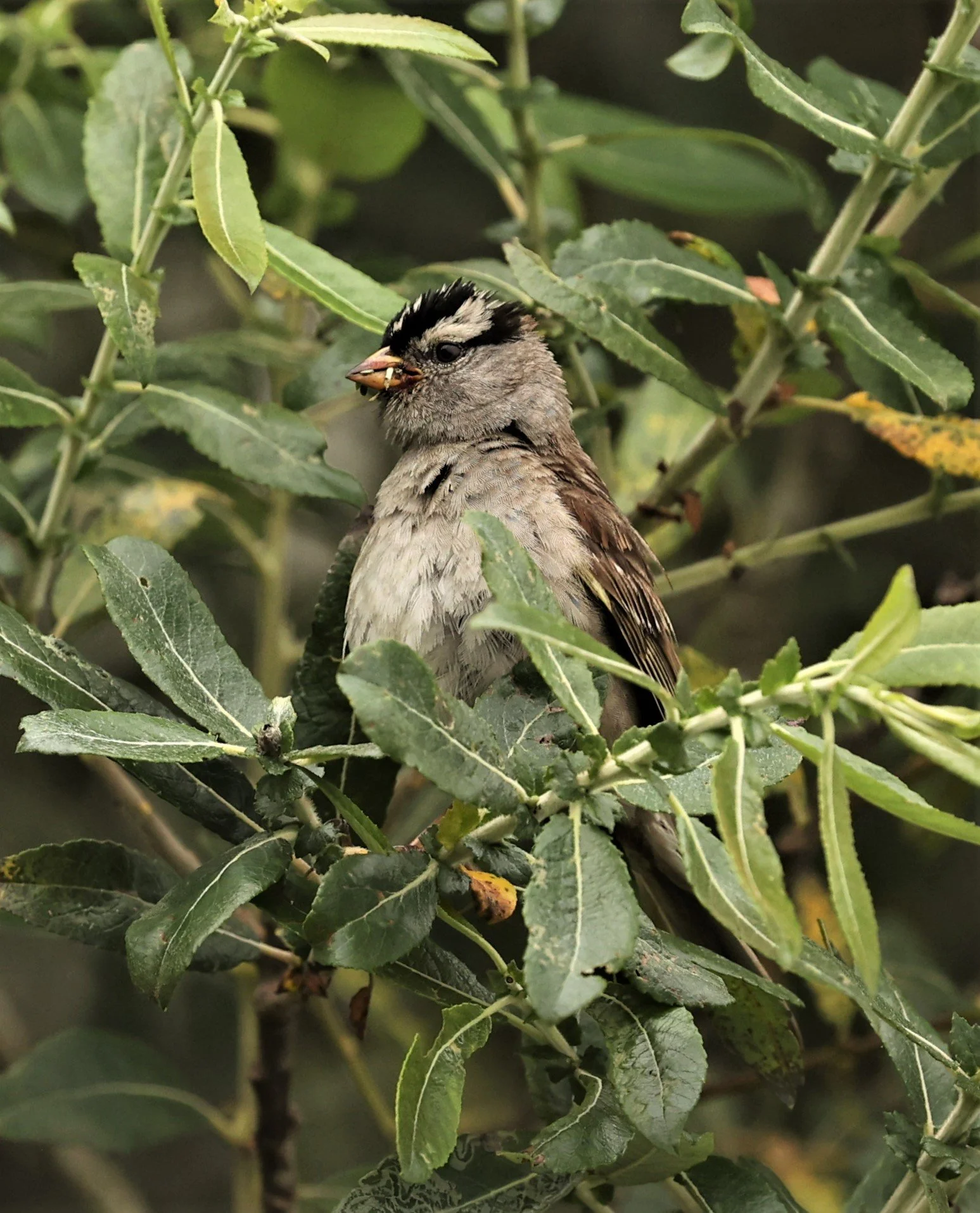 White-crowned Sparrow (Zonotrichia leucophrys) Humboldt Bat NWR California (1).jpg