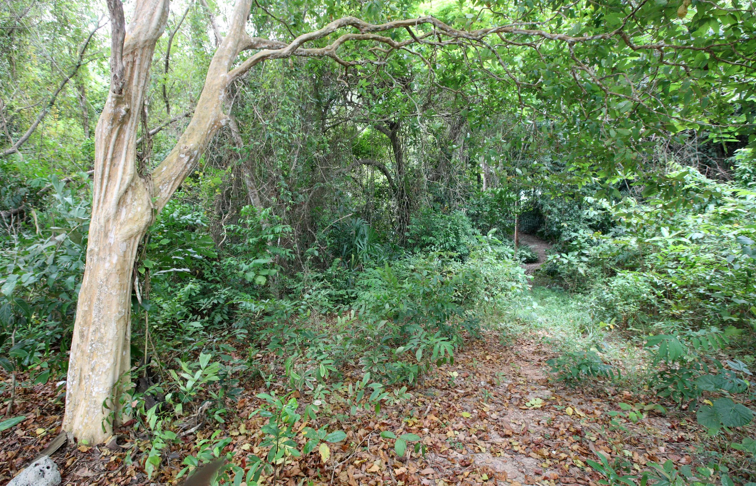 LANTA ISLAND - OUR PROPERTY - WINTER 2011 (39).JPG