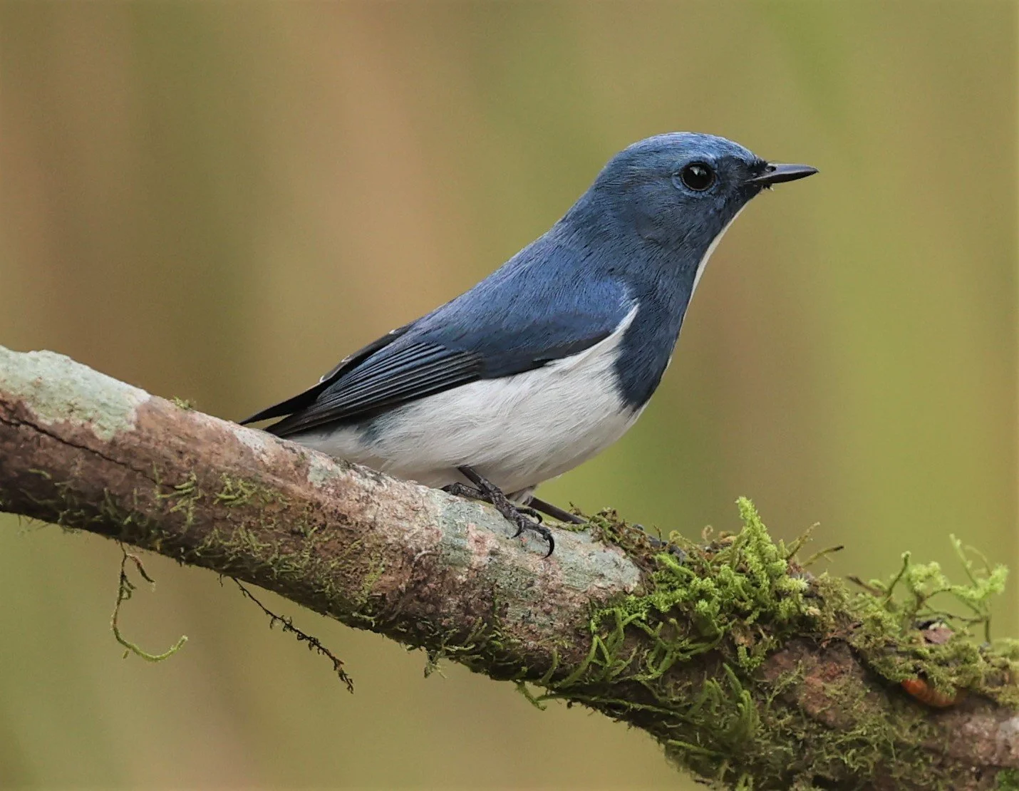 FLYCATCHER - ULTRAMARINE FLYCATCHER - Ficedula superciliaris - DOI LANG WEST, DOI PHA HOM POK NP, CHIANG MAI DEC 2021 (15).jpg