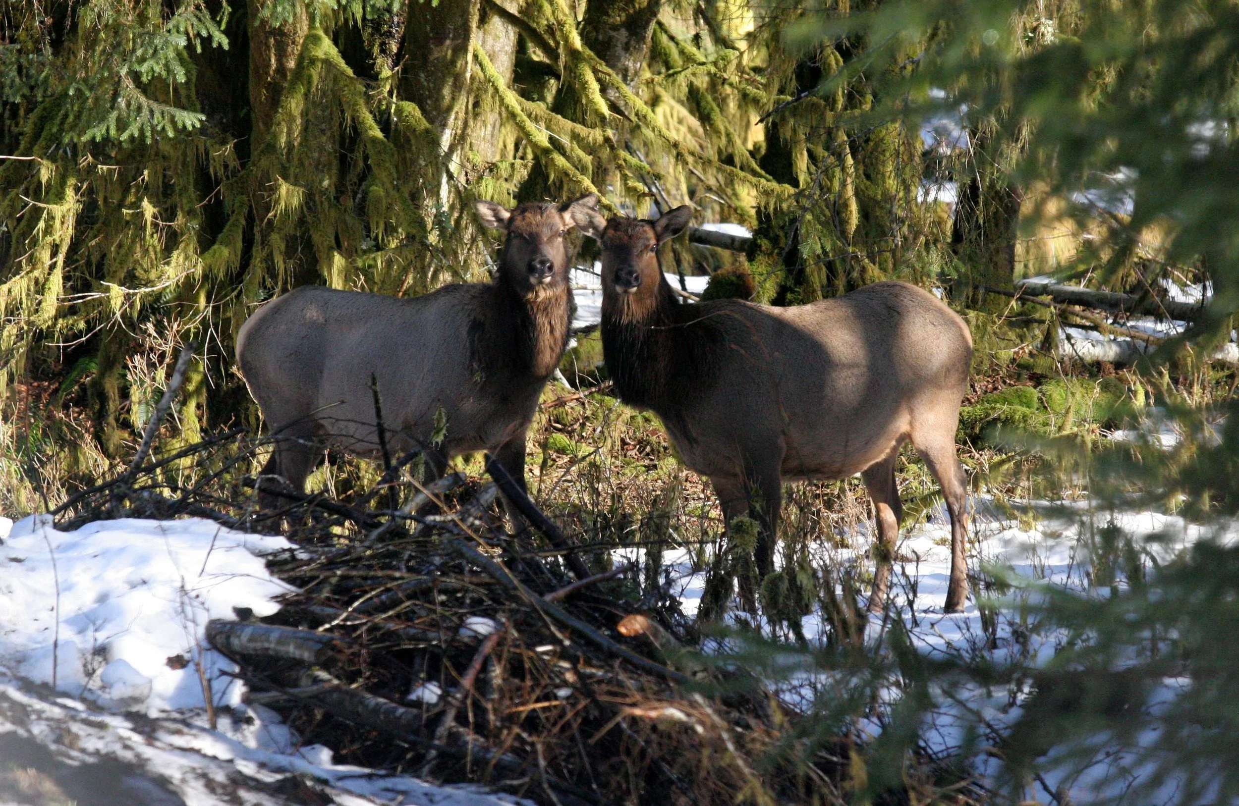CERVID - ELK- ROOSEVELT ELK - HOH RAINFOREST WA (18).JPG