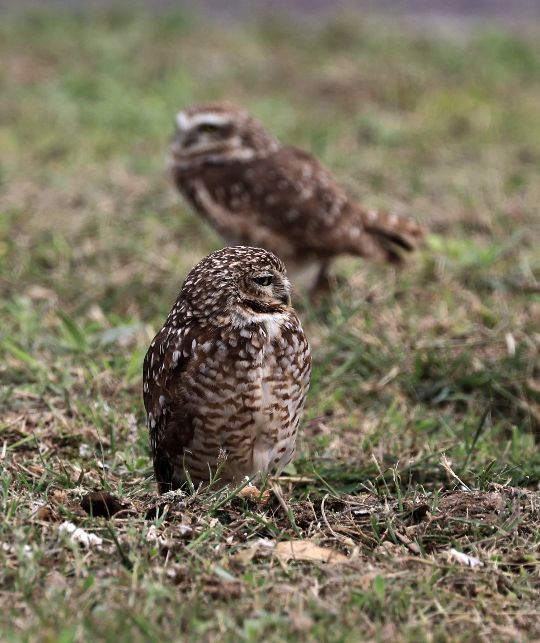 Burrowing Owl (Athene cunicularia) Aurora Chaquena near Neuland Mennonite Colony Paraguay (14).jpg