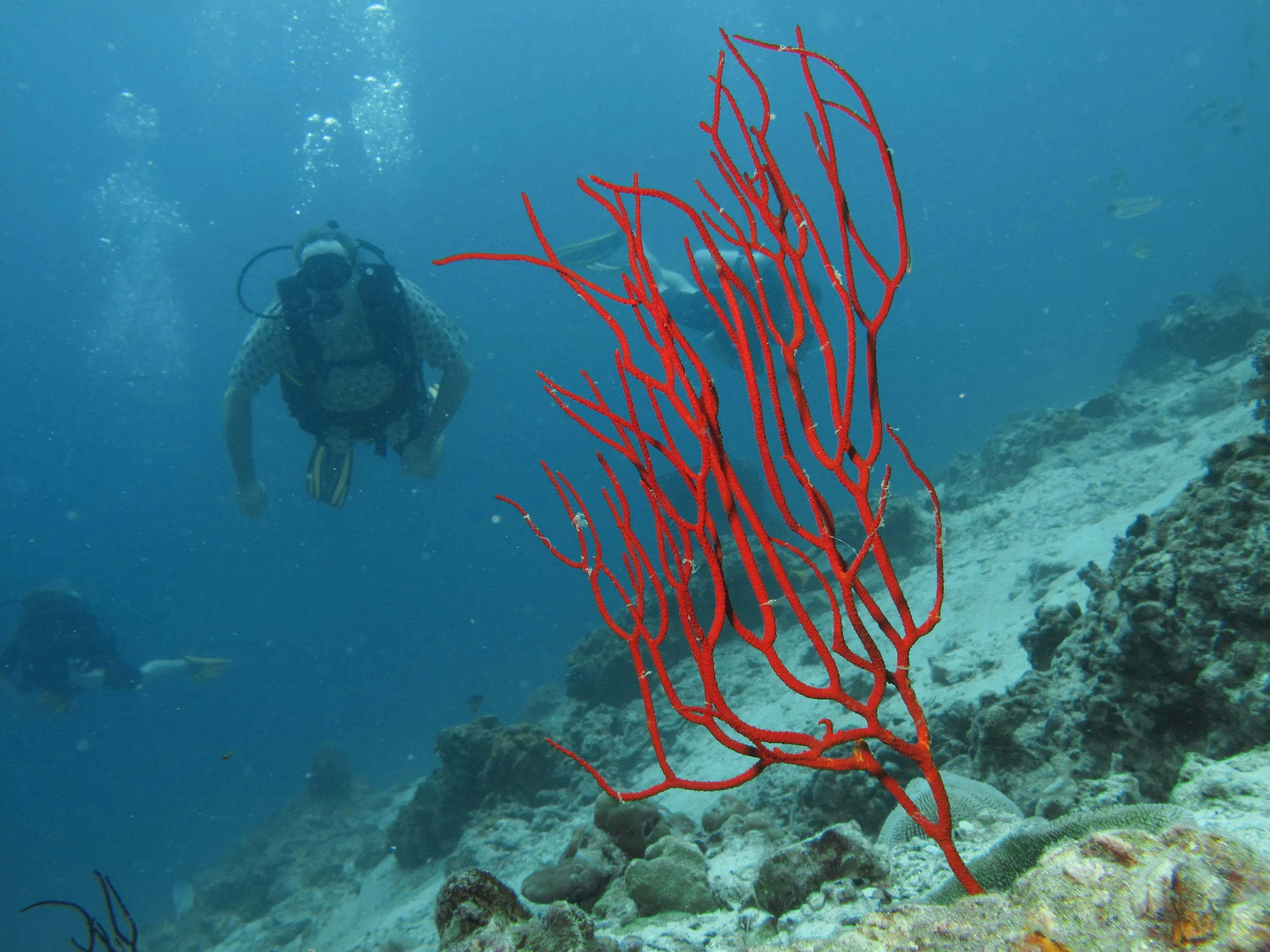 2013 Diving Koh Lanta (70).jpg