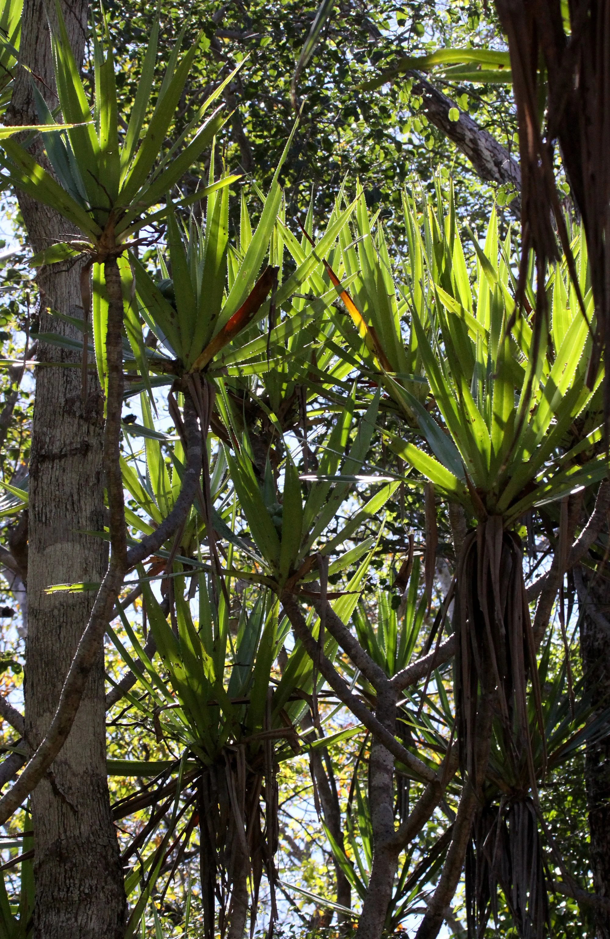 PLANT - SPECIES - ANKARANA NATIONAL PARK MADAGASCAR (17).JPG