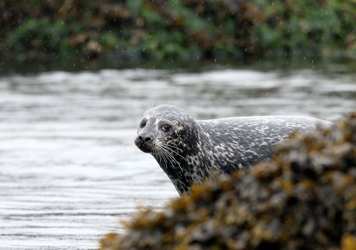 Phoca vitulina richardsi -  PACIFIC COMMON (HARBOR) SEAL - KNIGHT INLET BRITISH COLUMBIA (7).JPG