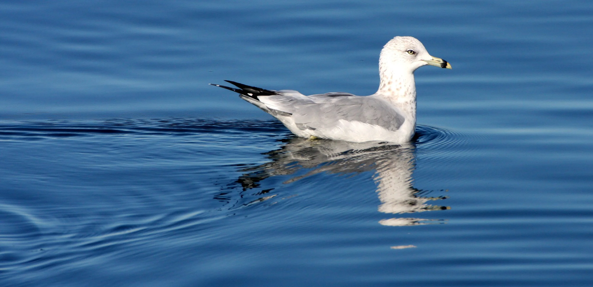 BIRD - GULL - RING-BILLED GULL - SEQUIM BAY (7).JPG