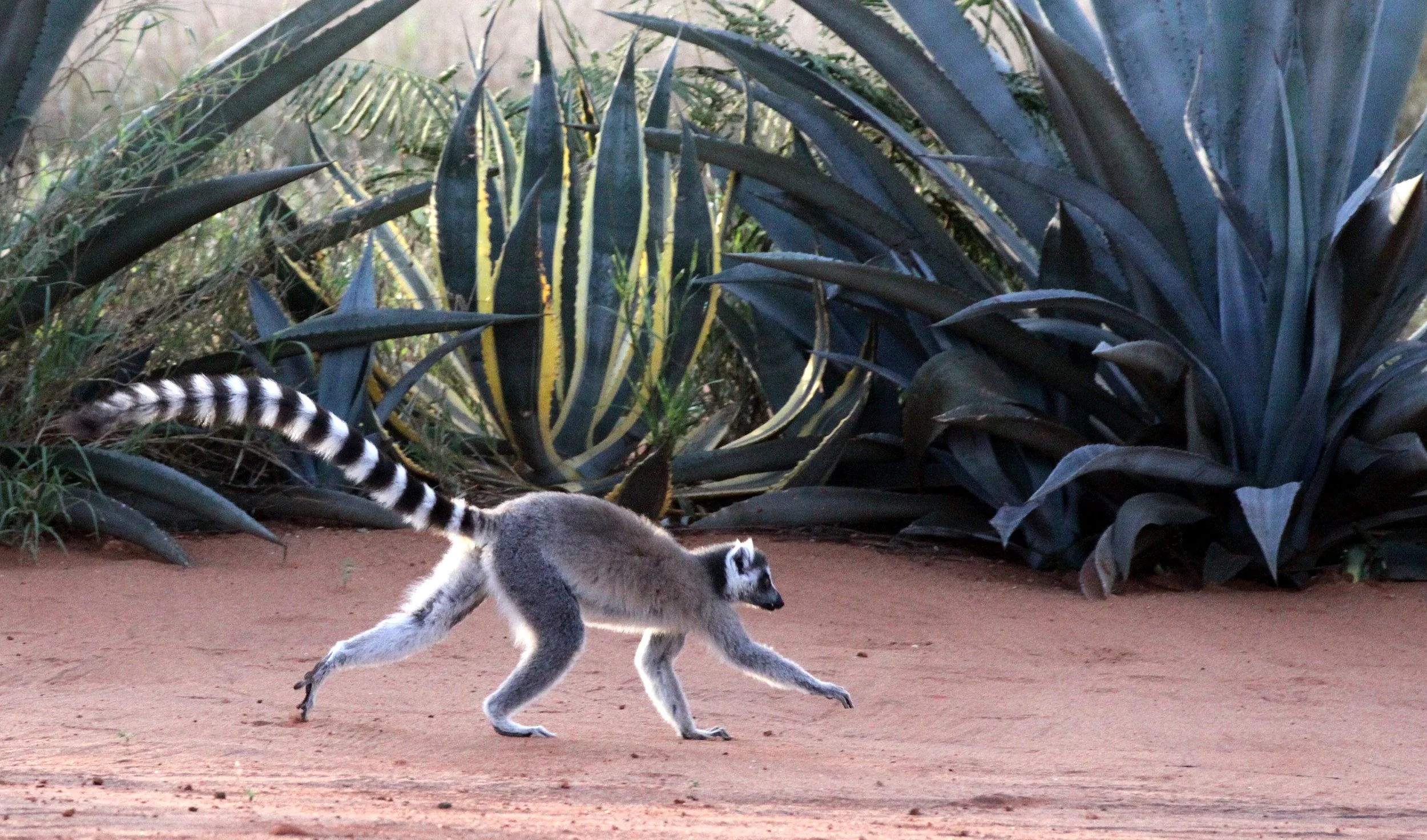 LEMURIDAE - Lemur catta - RING-TAILED LEMUR - BERENTY RESERVE MADAGASCAR (115).JPG
