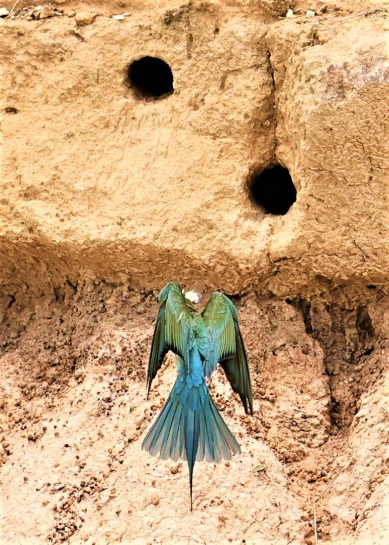 BEE EATER - BLUE-TAILED BEE-EATER - Merops philippinus - PETCHABURI OPEN QUARY AREA ON WAY TO BAAN MAKA JUNE 2022 (27).jpg