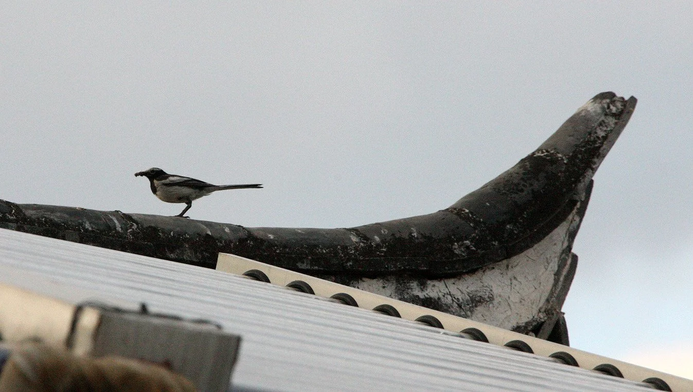 WHITE WAGTAIL - M. ALBA PERSONATA - LINDEN CENTER - XIZHOU VILLAGE YUNNAN CHINA  (5).JPG