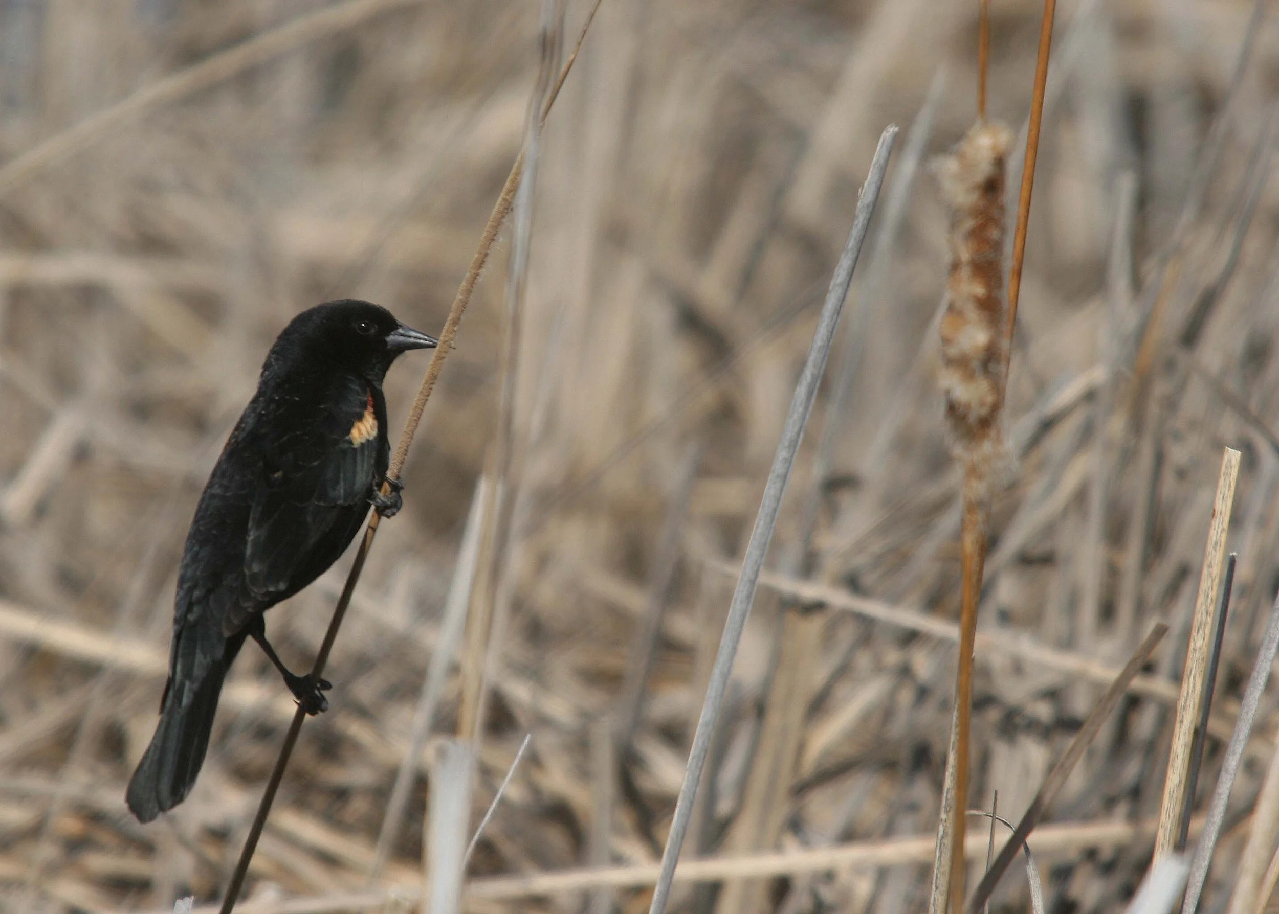 Red-winged Blackbird (Agelaius phoeniceus) Potholes State Park Washington (1).jpg