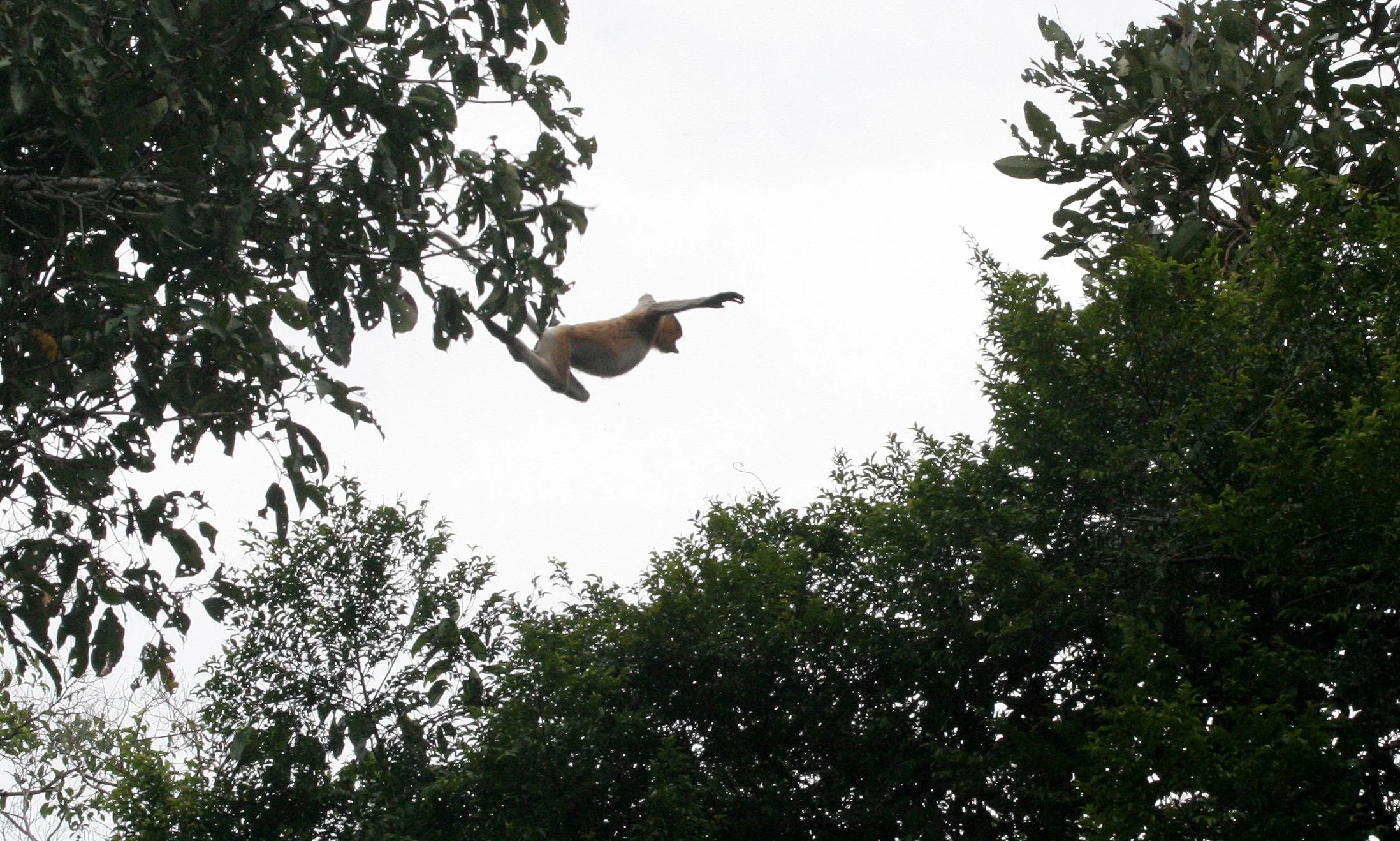 CERCOPITHECIDAE - Nasalis larvatus - PROBOSCIS MONKEY - KINABATANGAN RIVER BORNEO  (48).JPG
