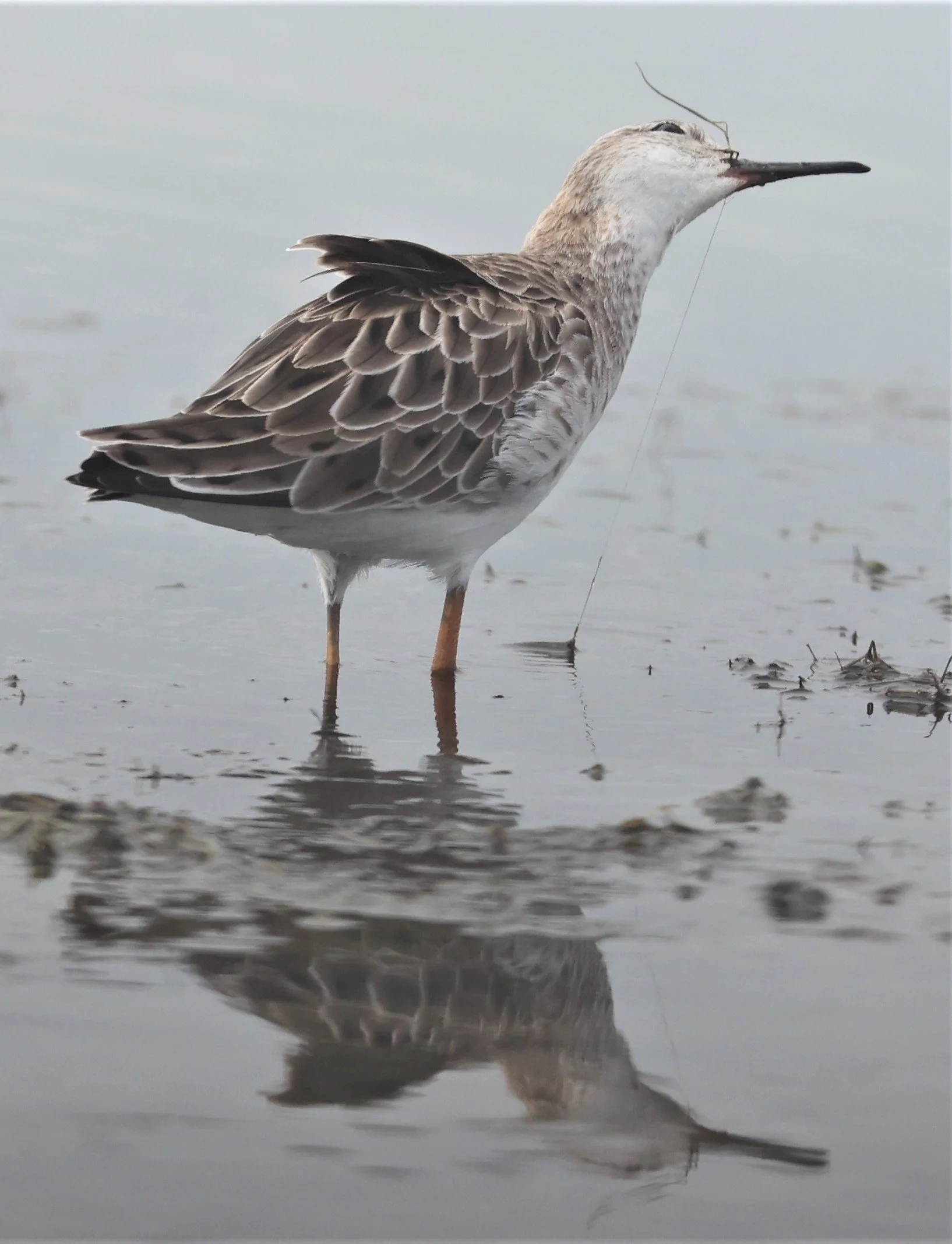 RUFF - Philomachus pugnax - CHACHOENGSAO  BANG PAKONG SALT PANS 14 NOV 2021 (20).jpg