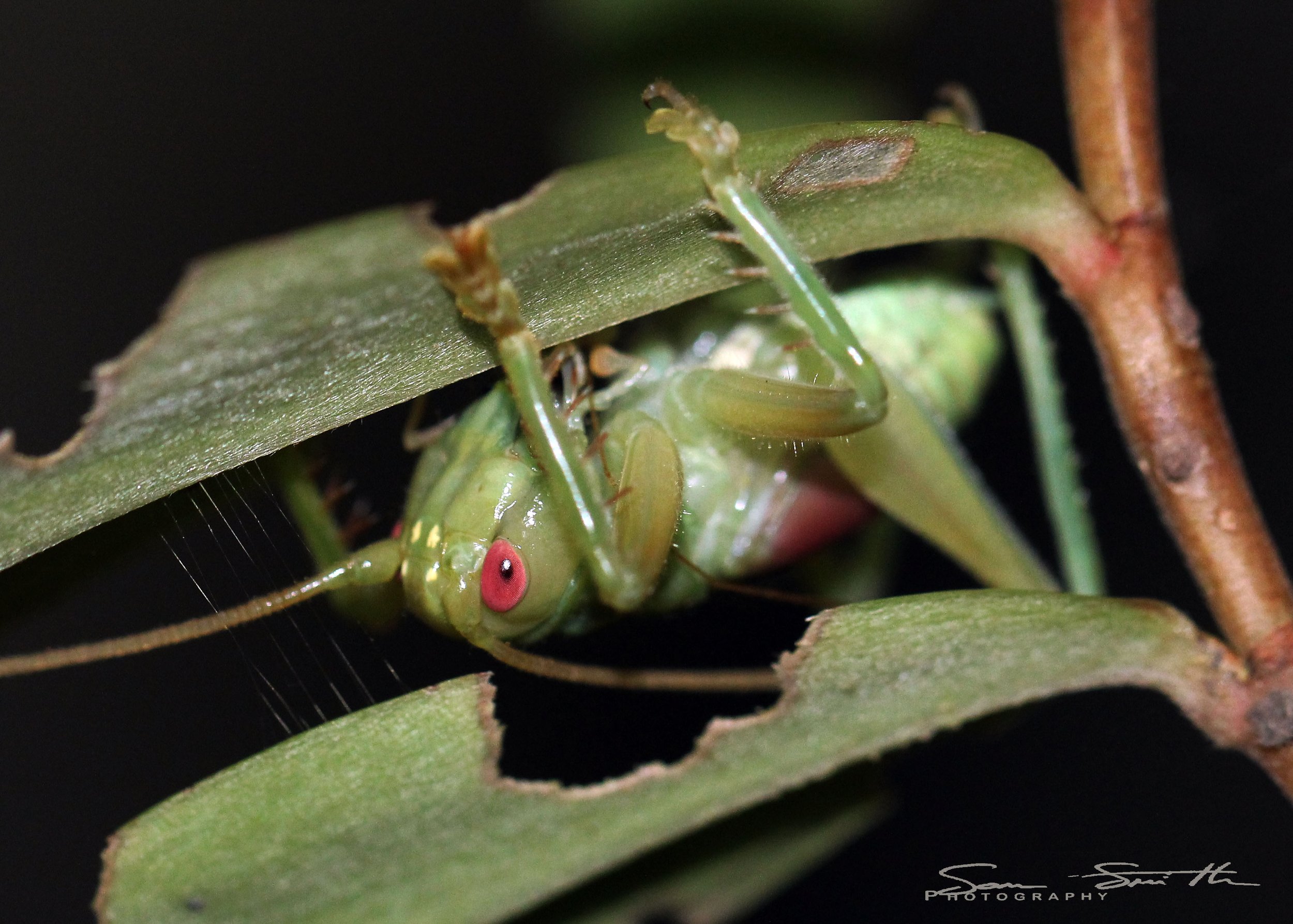 Gryllidae - Species 1 - Koh Lanta, Thailand (24).JPG
