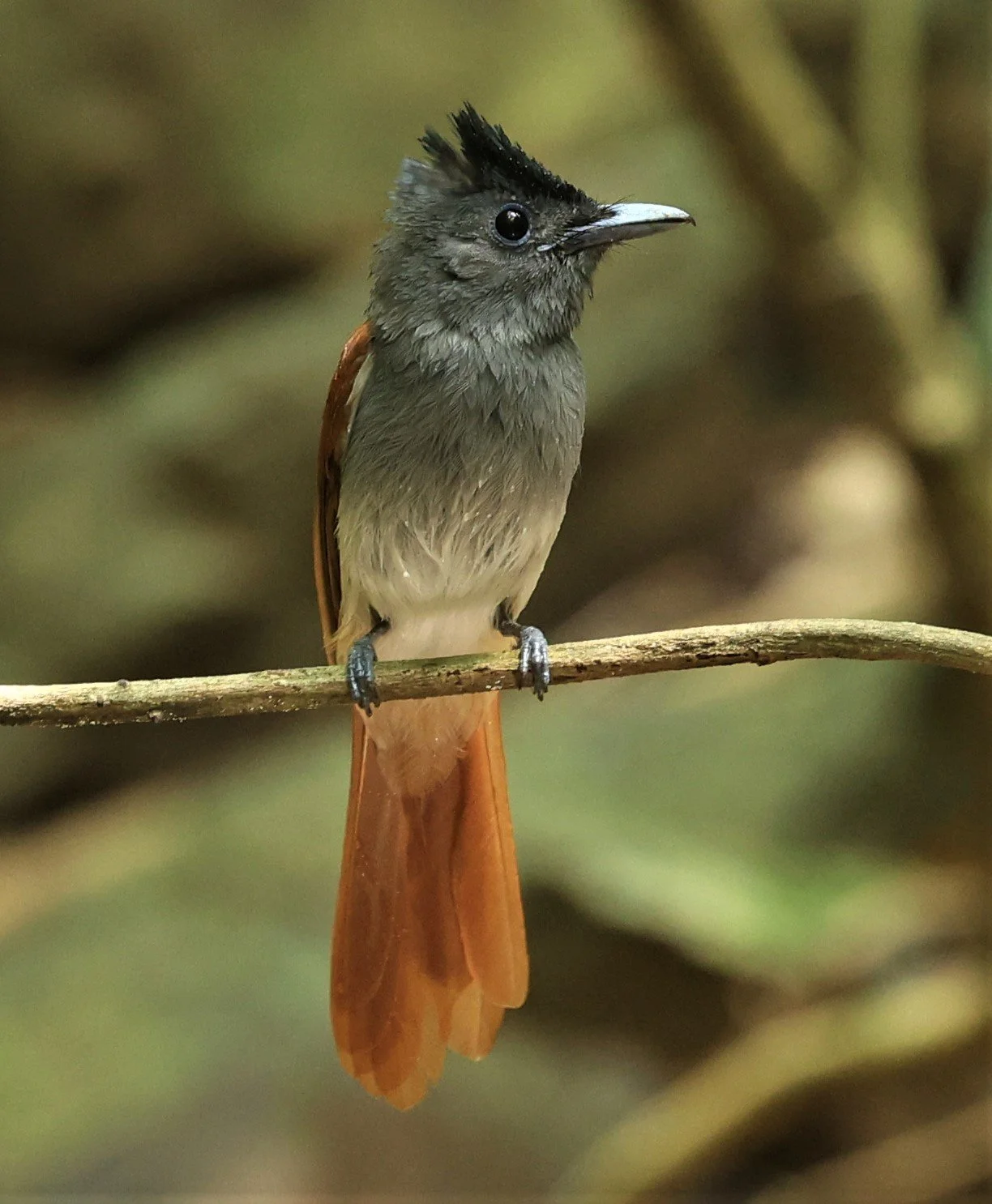 PARADISE-FLYCATCHER - BLYTH'S PARADISE-FLYCATCHER - Terpsiphone affinis - KRUNG CHING, KHAO LUANG NP NST, APRIL 2022 (31).jpg