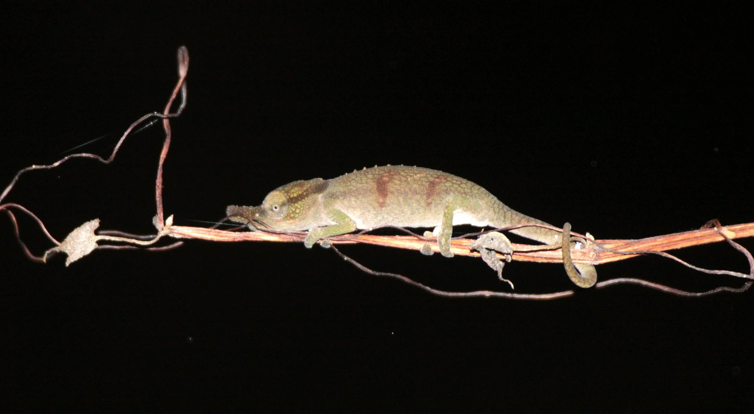 Calumma boettgeri - BOETTGER'S OR BLUE NOSED CHAMELEON - MONTAGNE D'AMBRE NATIONAL PARK MADAGASCAR (5).JPG