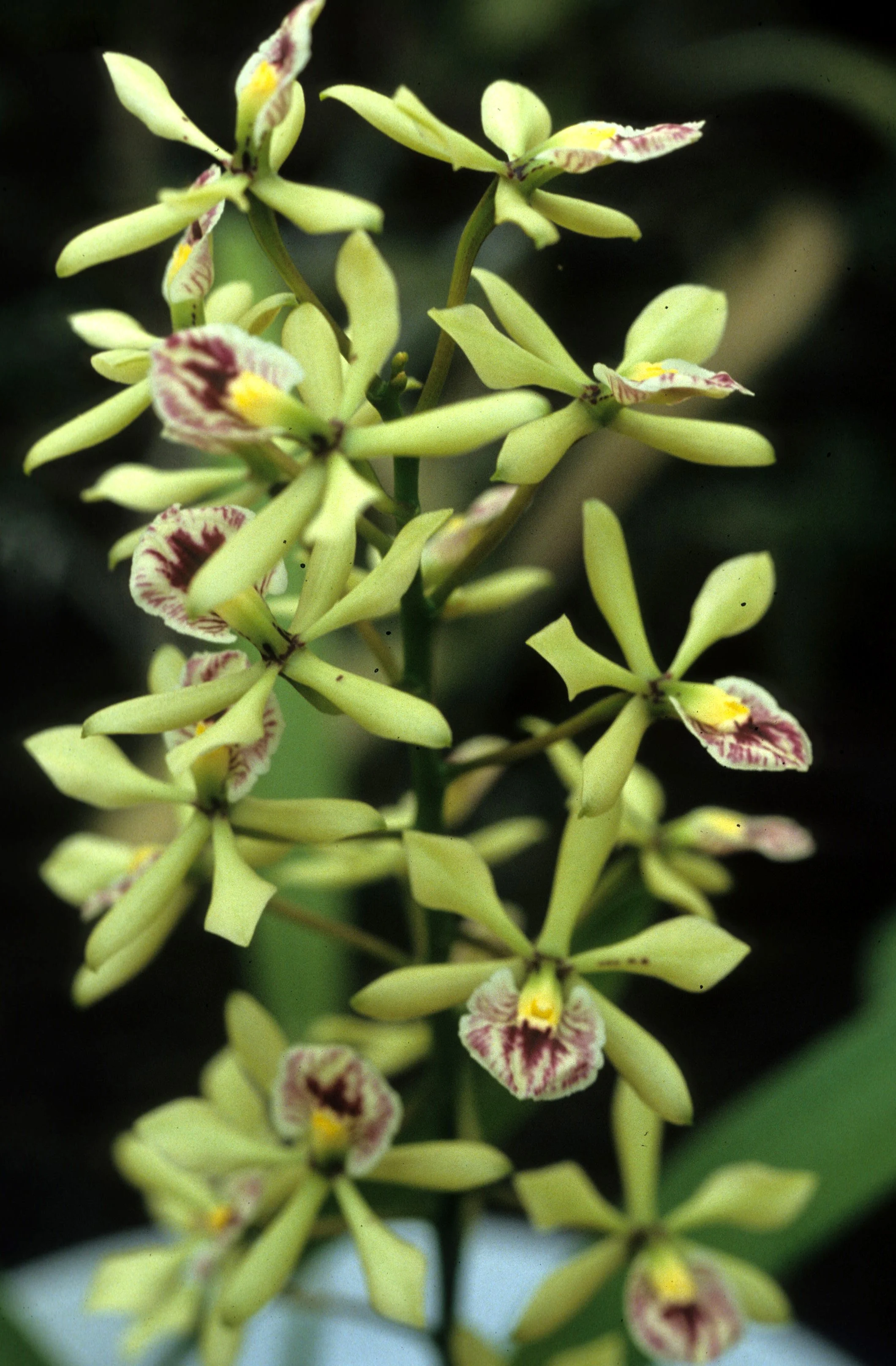 HAWAII - HAWAII - ORCHID - DENDROBIUM SPECIES - ROYA.jpg