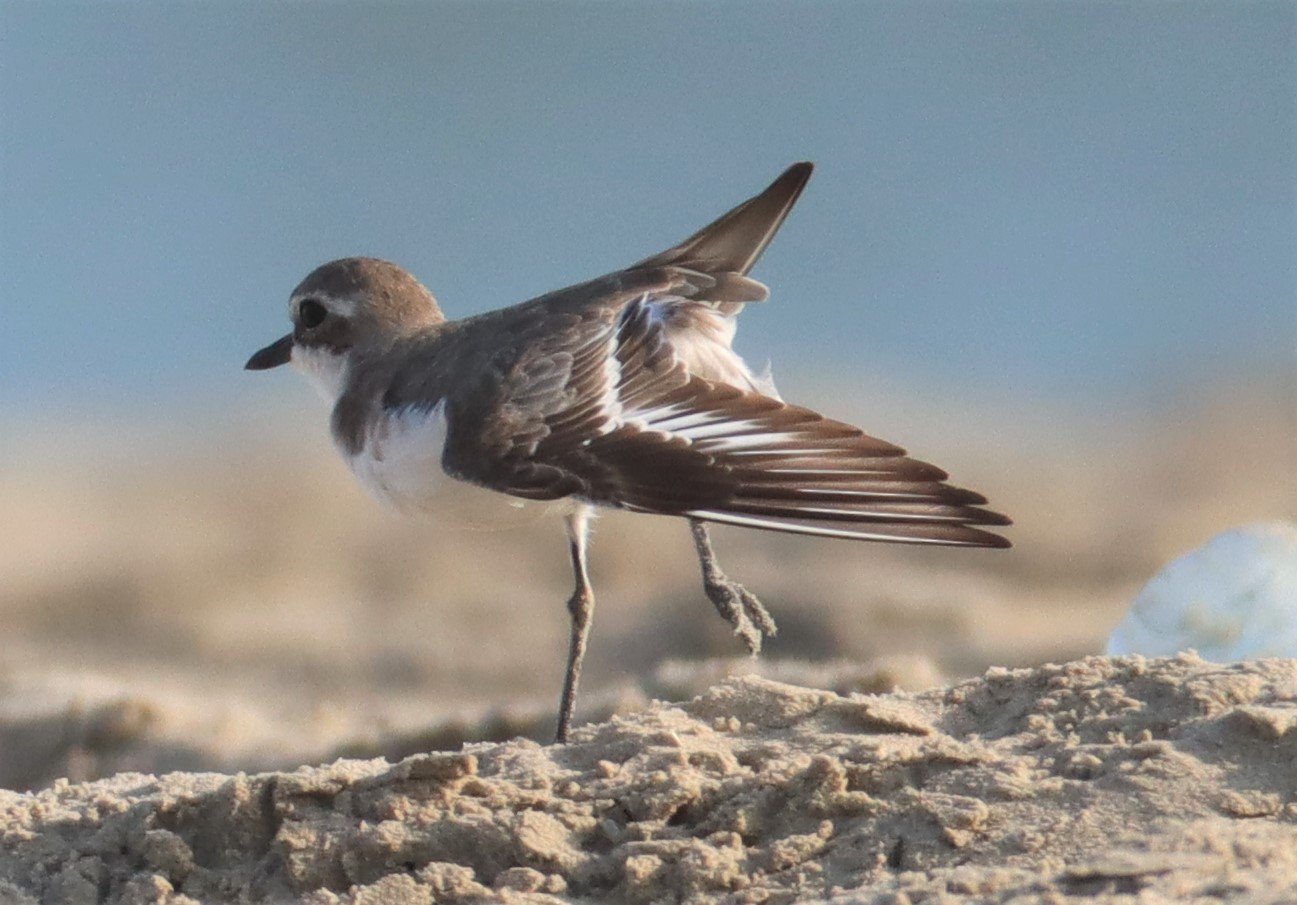 PLOVER - GREATER SAND-PLOVER -Charadrius leschenaultii - PAK THALE PETBURI (56).jpg