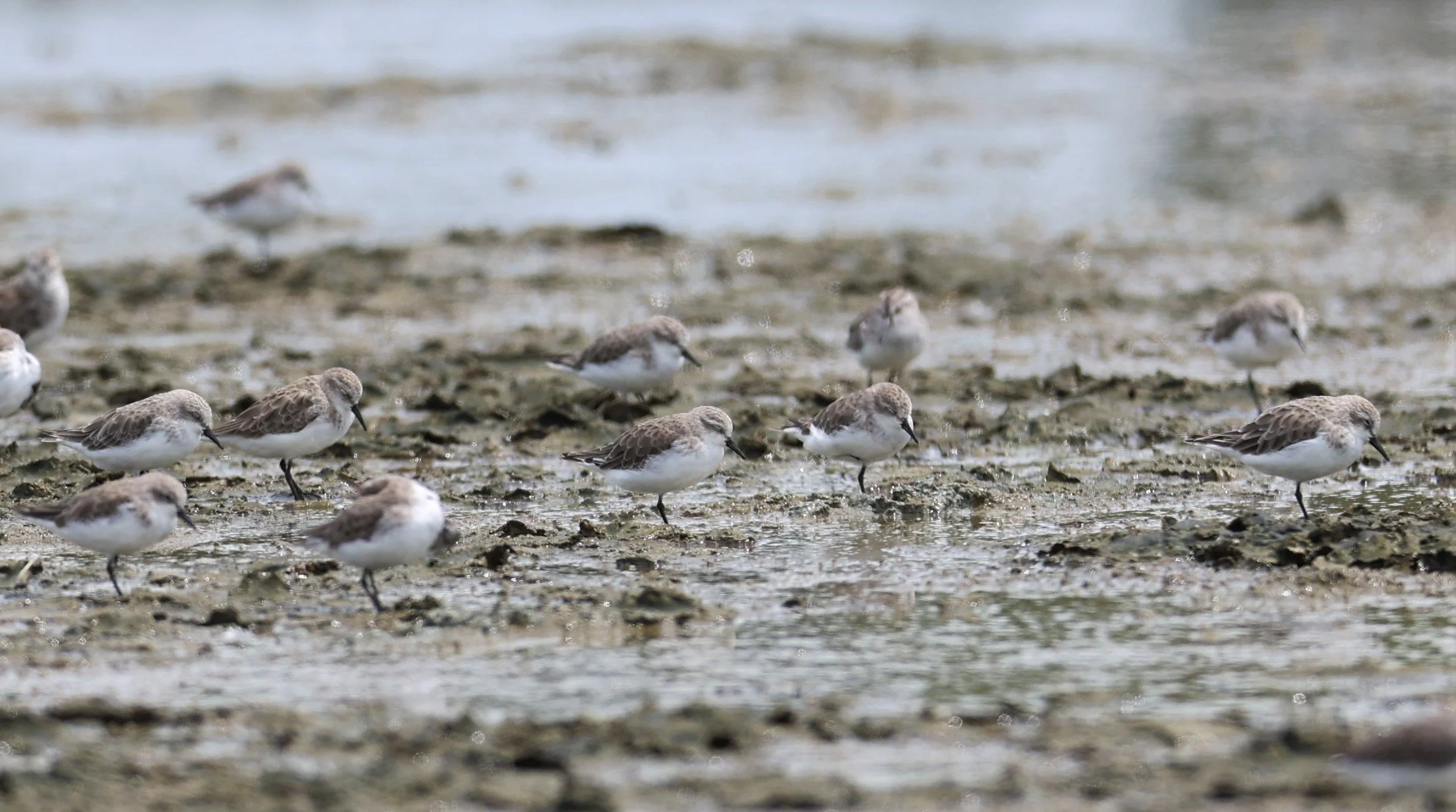 STINT - RED-NECKED STINT - Calidris ruficolis - CHACHOENGSAO  SALT PANS (4).jpg