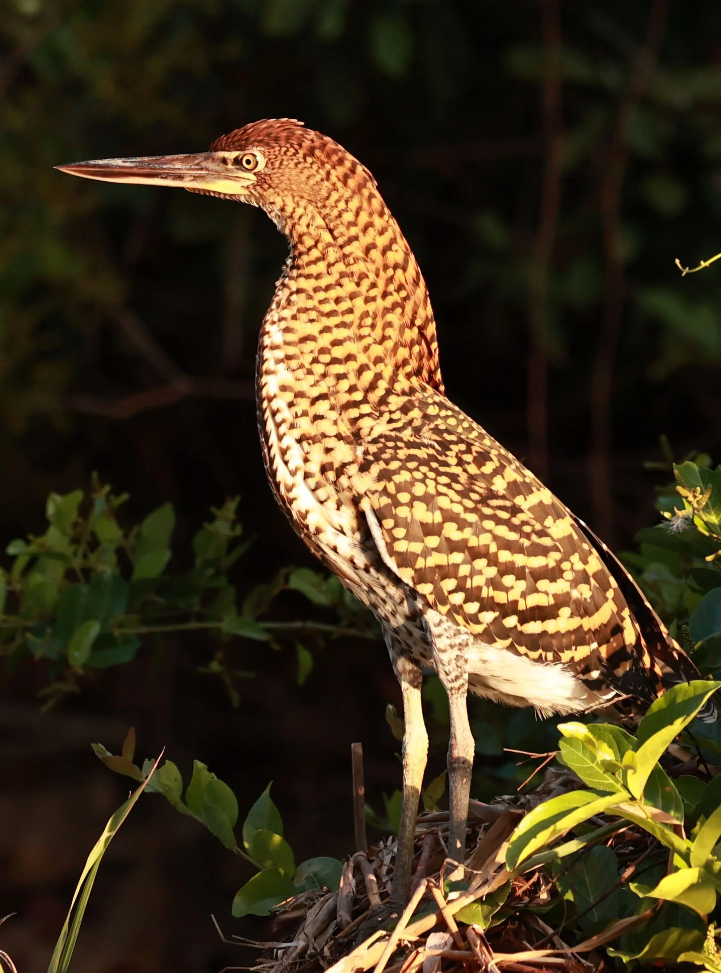 Heron - Rufescent Tiger-Heron - Tigrisoma lineatum - Pantanal, Encontro das Águas State Park, Porto Jofre, Cuiaba River, Brazil (19).jpg