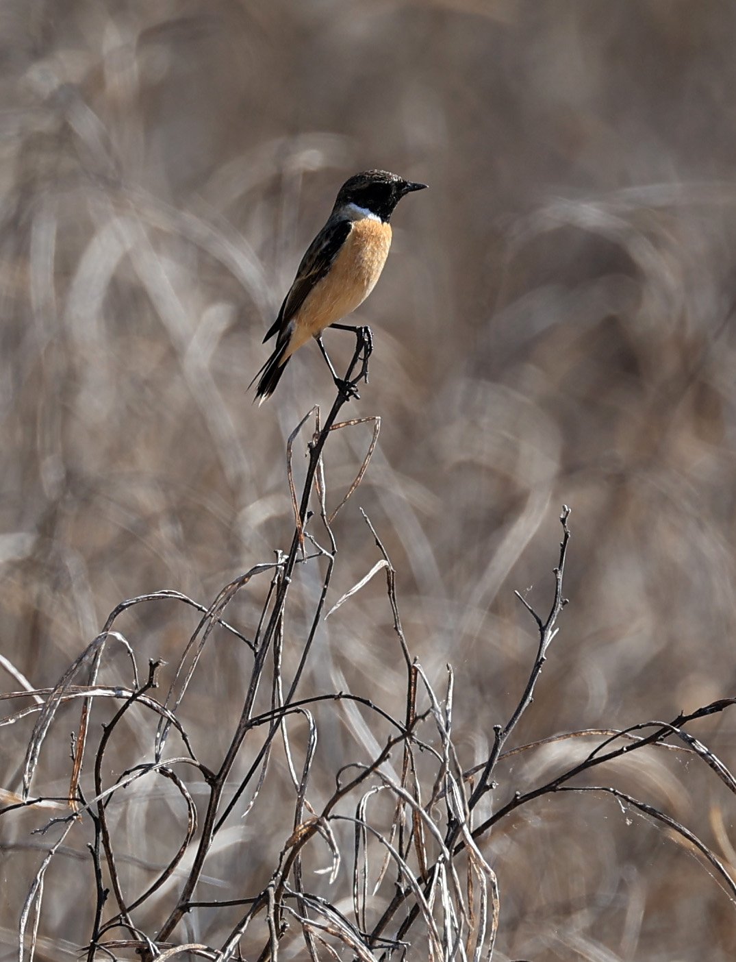 Amur Stonechat (Saxicola stejnegeri) Nong Han Lake & Wetland - Sakon Nakhon Province (5).jpg