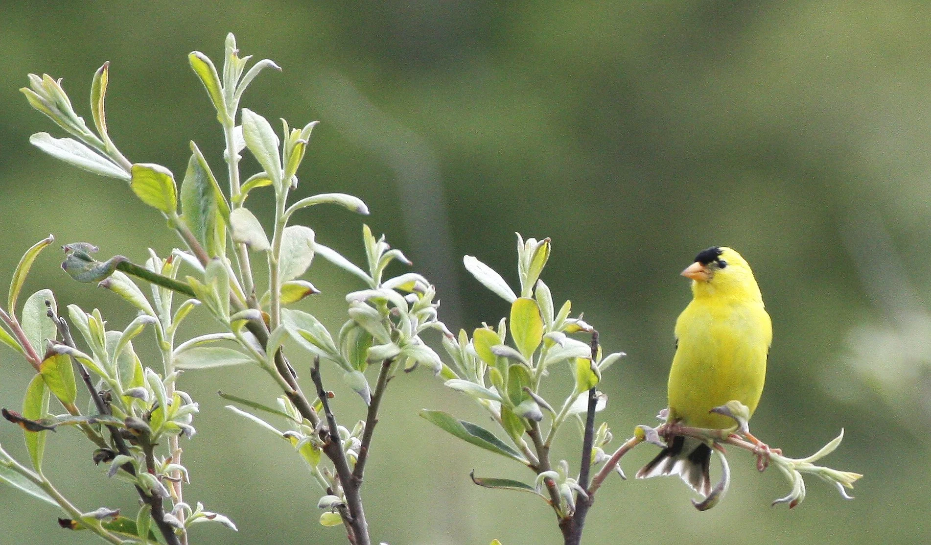 American Goldfinch (Spinus tristis) Elwha River Trails, Olympic Peninsula Washington (8).JPG