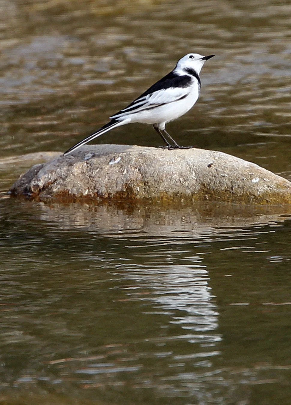 WHITE WAGTAIL - FOPING CITY SHAANXI CHINA (1).JPG