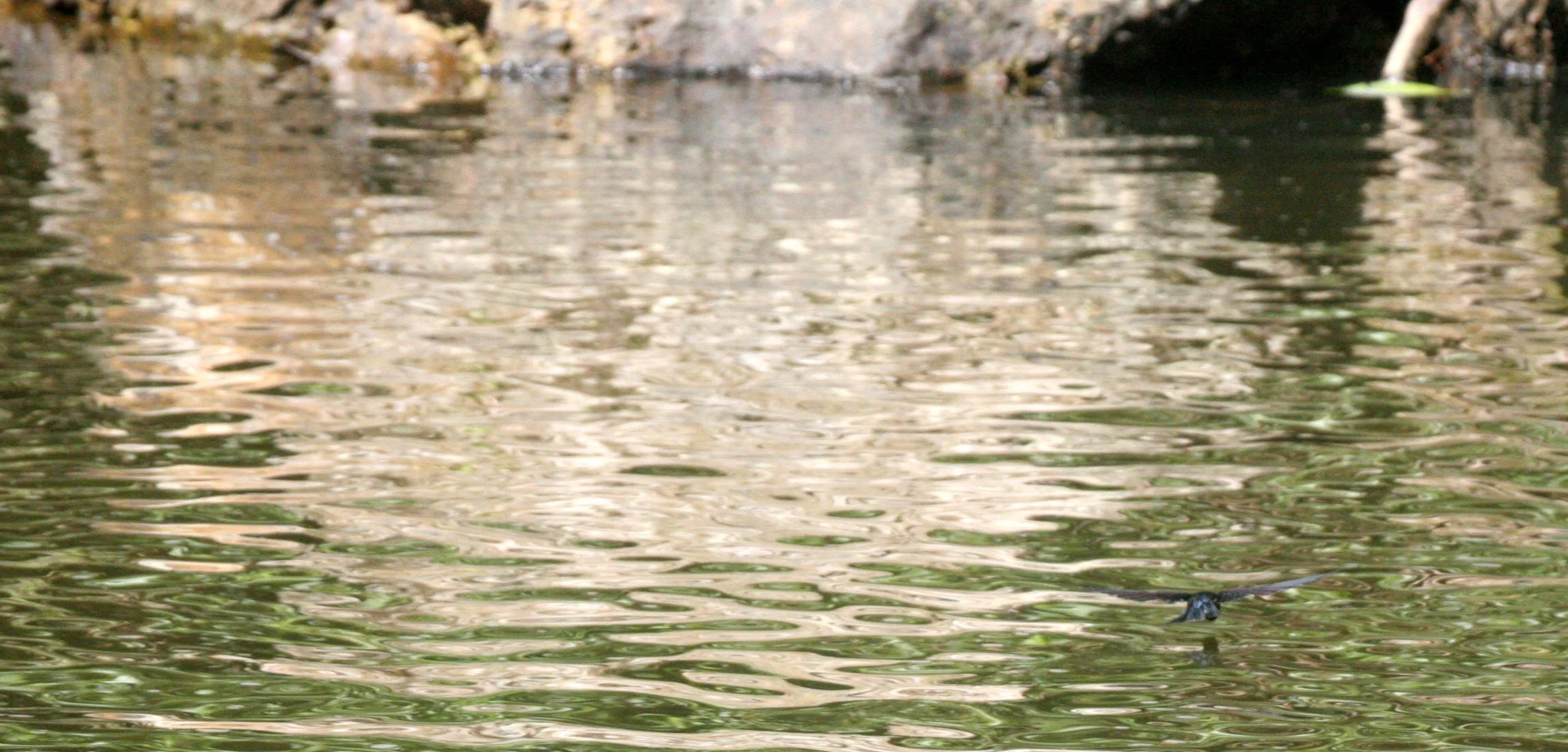 Glossy Swiftlet (Collocalia esculenta) Tabin WR Borneo (1).JPG