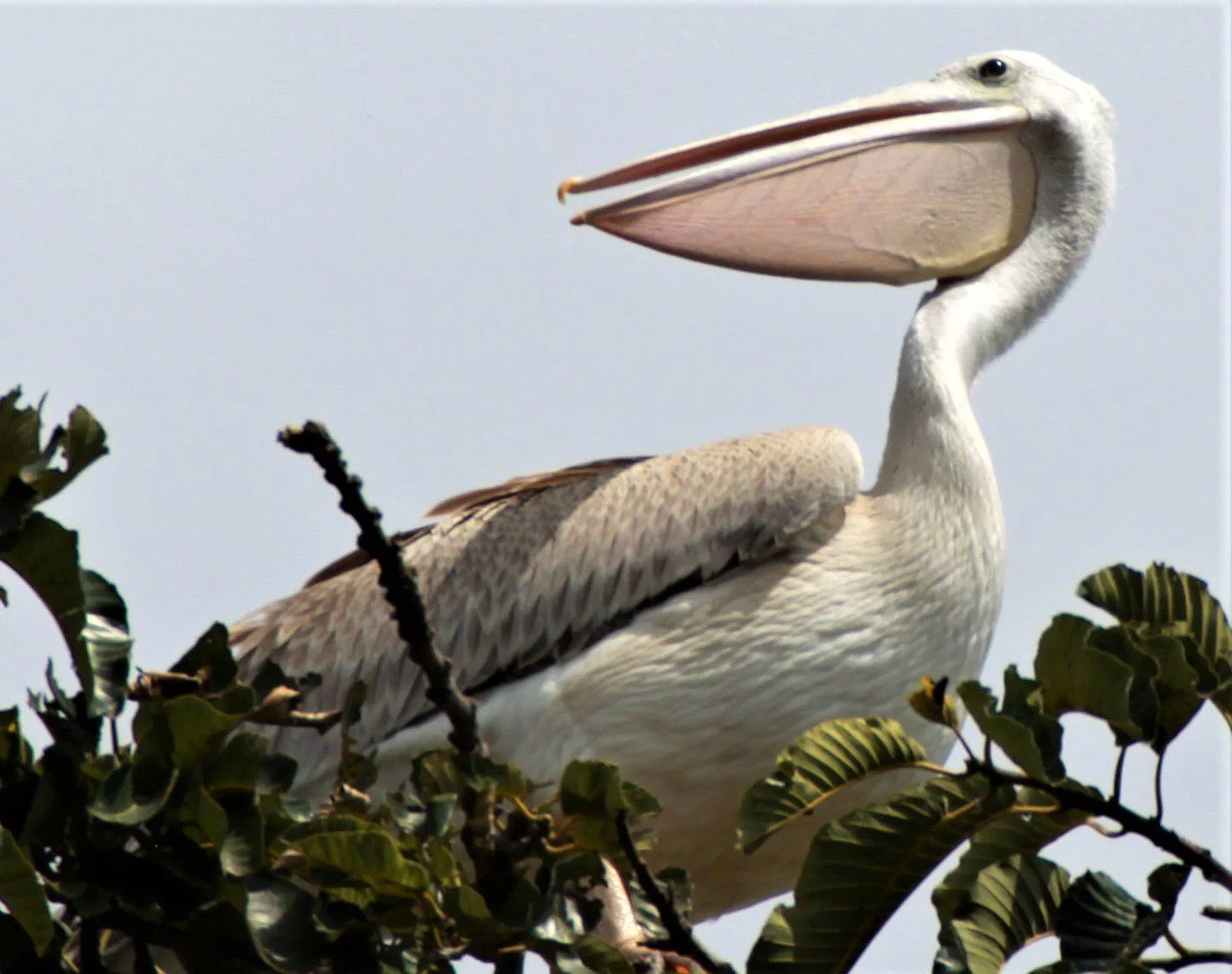 Pelecanus rufescens - PINK-BACKED PELICAN - QE PARK UGANDA (2)a.jpg