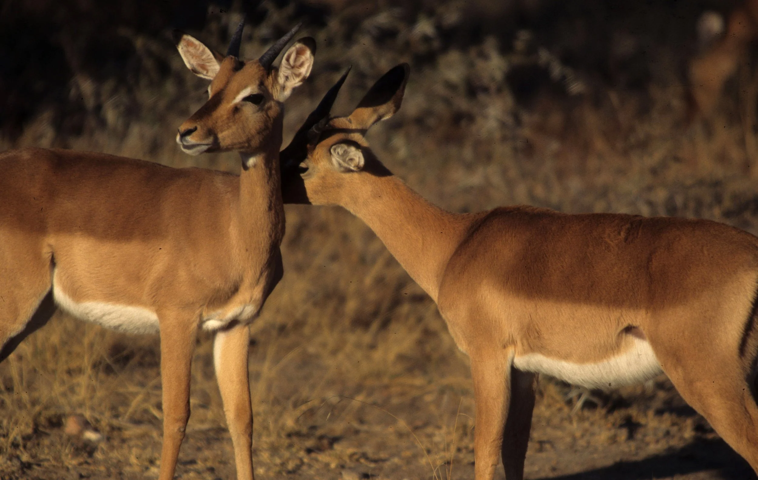 BOVID - IMPALA - SERENGETI (2).jpg