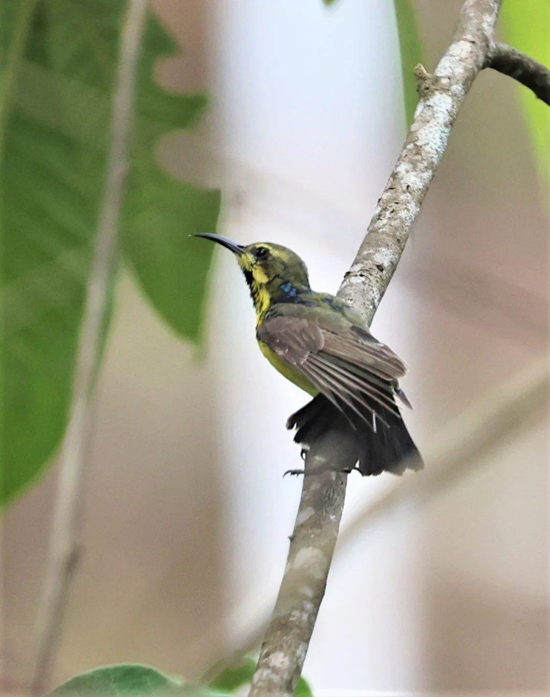 SUNBIRD - OLIVE-BACKED SUNBIRD - Nectarinia jugularis - NONG YA PLONG PETCHABURI JUNE 2022 (4).jpg